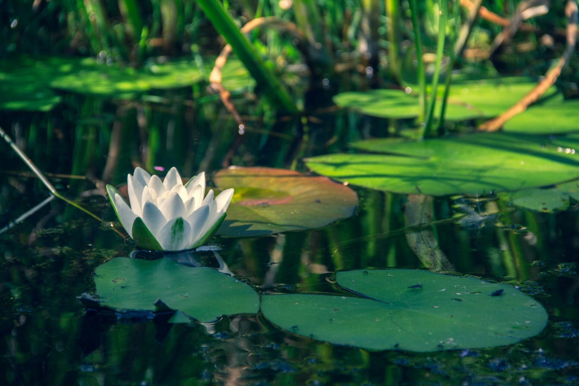 White lotus flower gently floating on calm waters in the Spreewald Forest