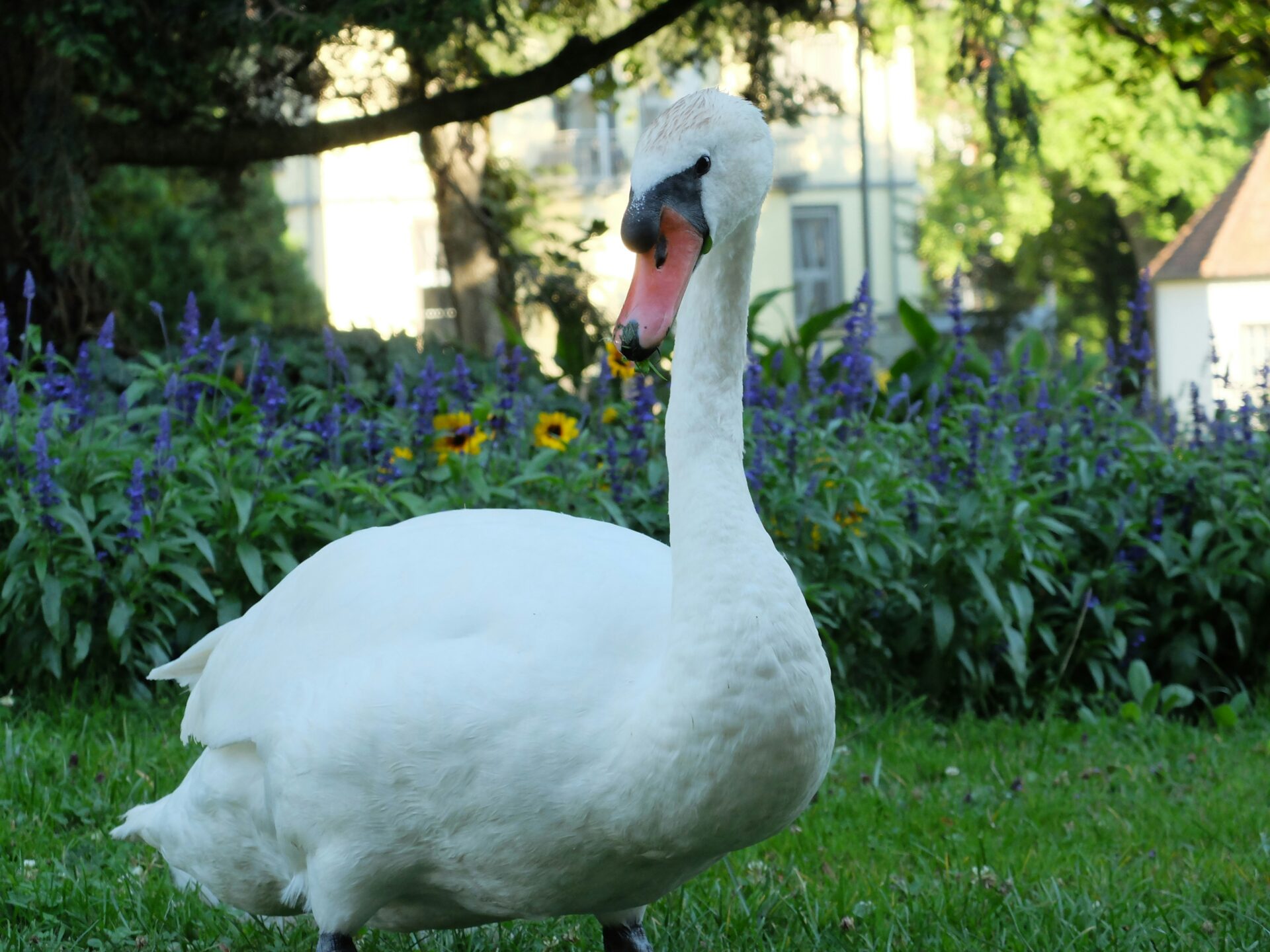 White swan resting on a green grass field during daytime on Reichenau Island