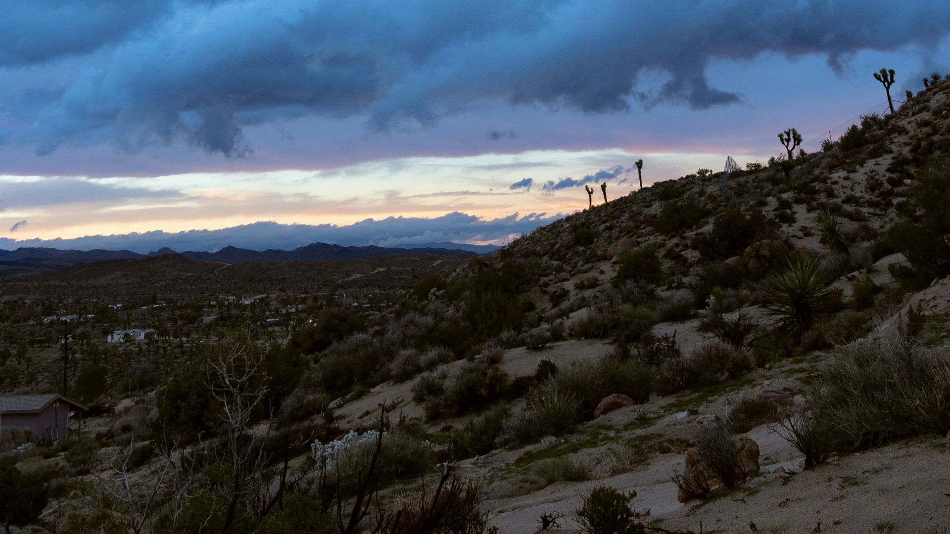 A wide shot of a desert landscape at dusk or dawn, with a dramatic cloudy sky in shades of blue and purple. The foreground features a rocky, arid hillside covered in sparse, low-lying desert vegetation, including several silhouetted Joshua Trees or similar desert plants. In the distance, mountains are visible under a horizon line where the sky shows hints of orange and pink.
