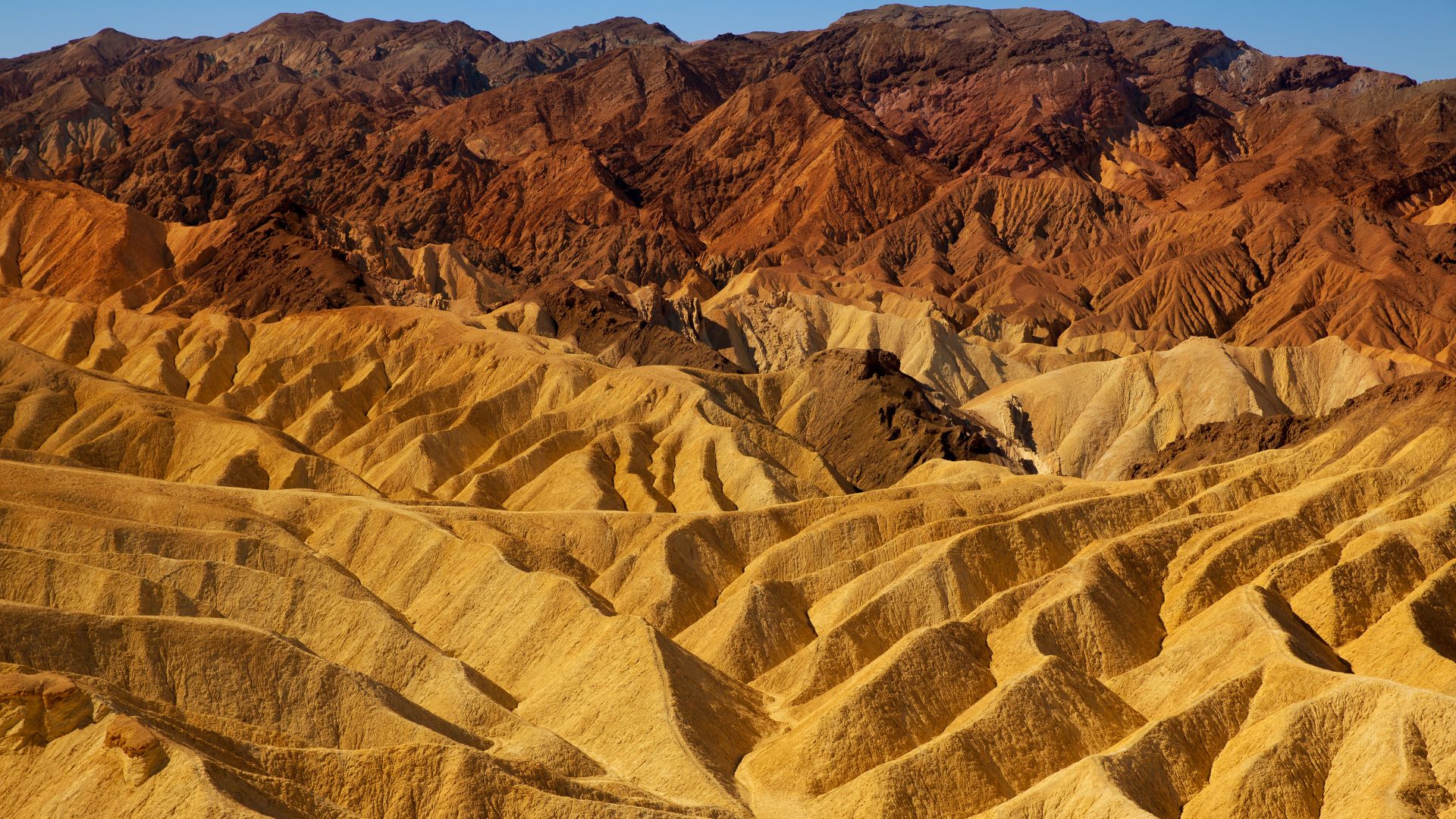 A wide-angle landscape view of Zabriskie Point in Death Valley National Park, showing undulating golden-colored badlands in the foreground and midground, leading up to darker, reddish-brown mountains in the background under a clear sky.