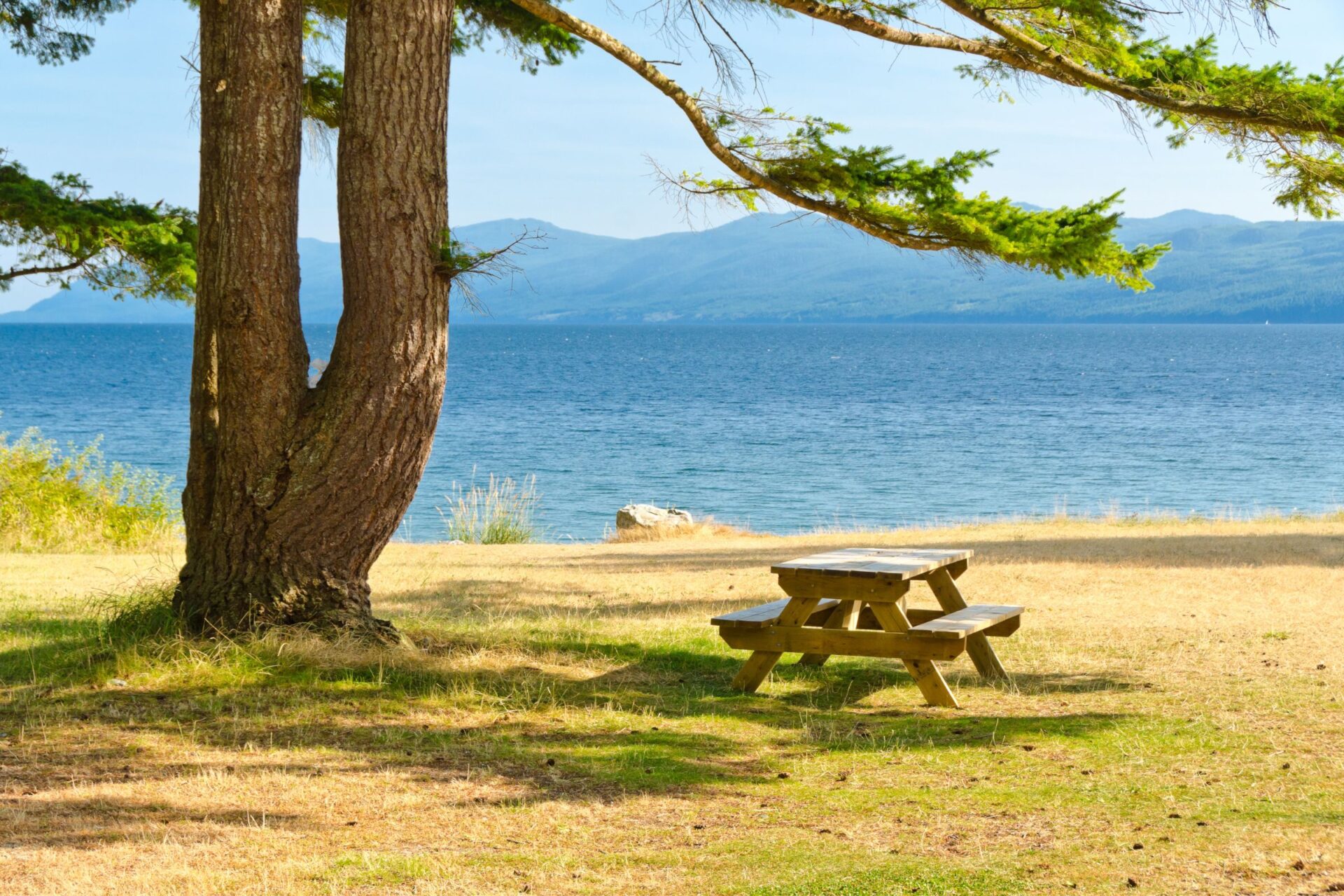 picnic tables shaded by pine trees