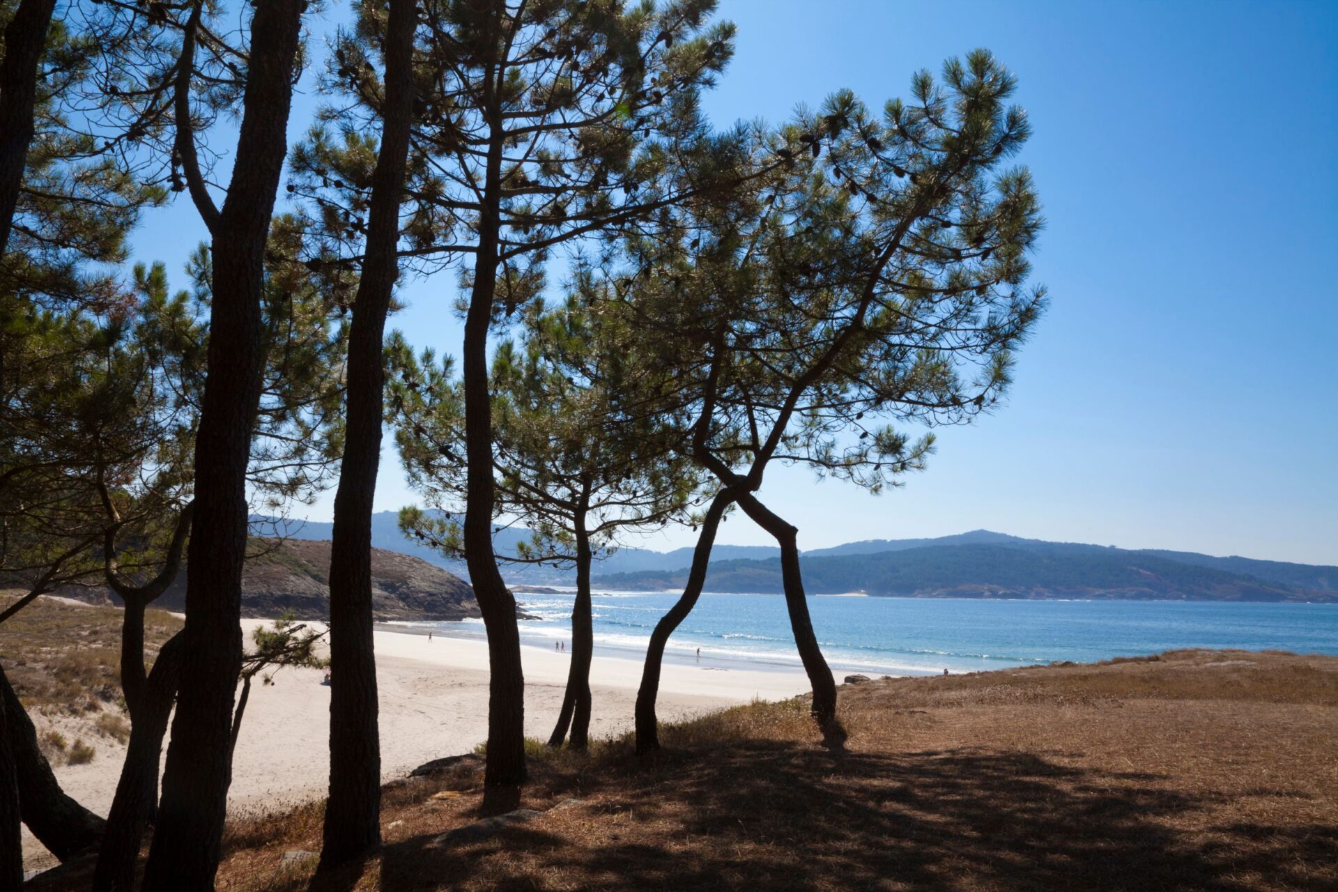 pine trees behind the beaches