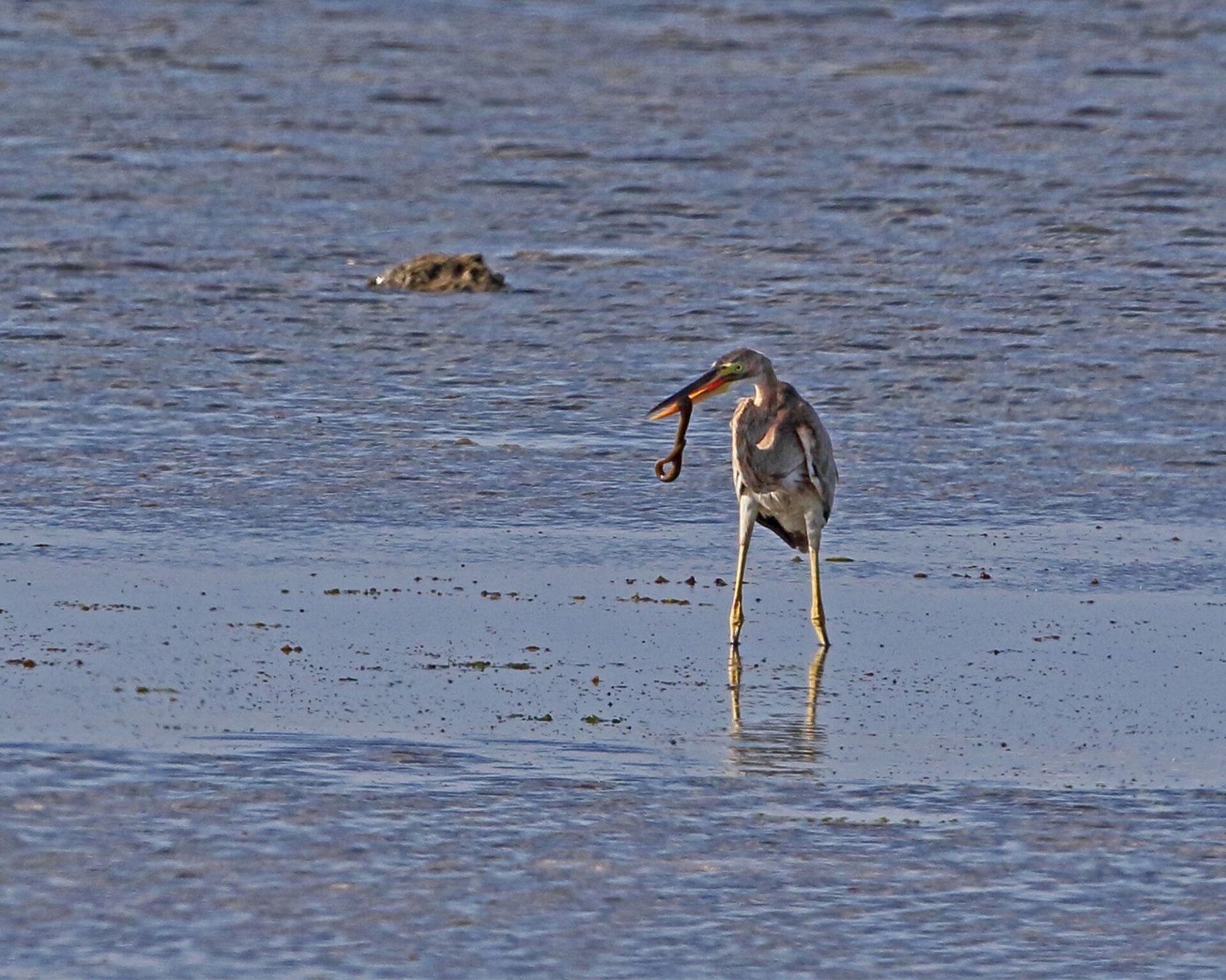 Purple heron