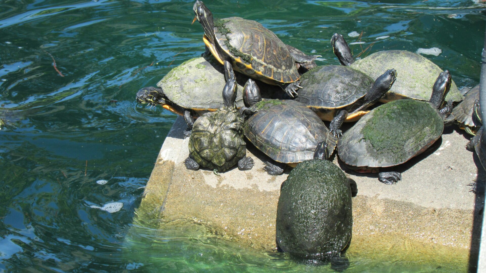 Turtles sunbathing on a stone