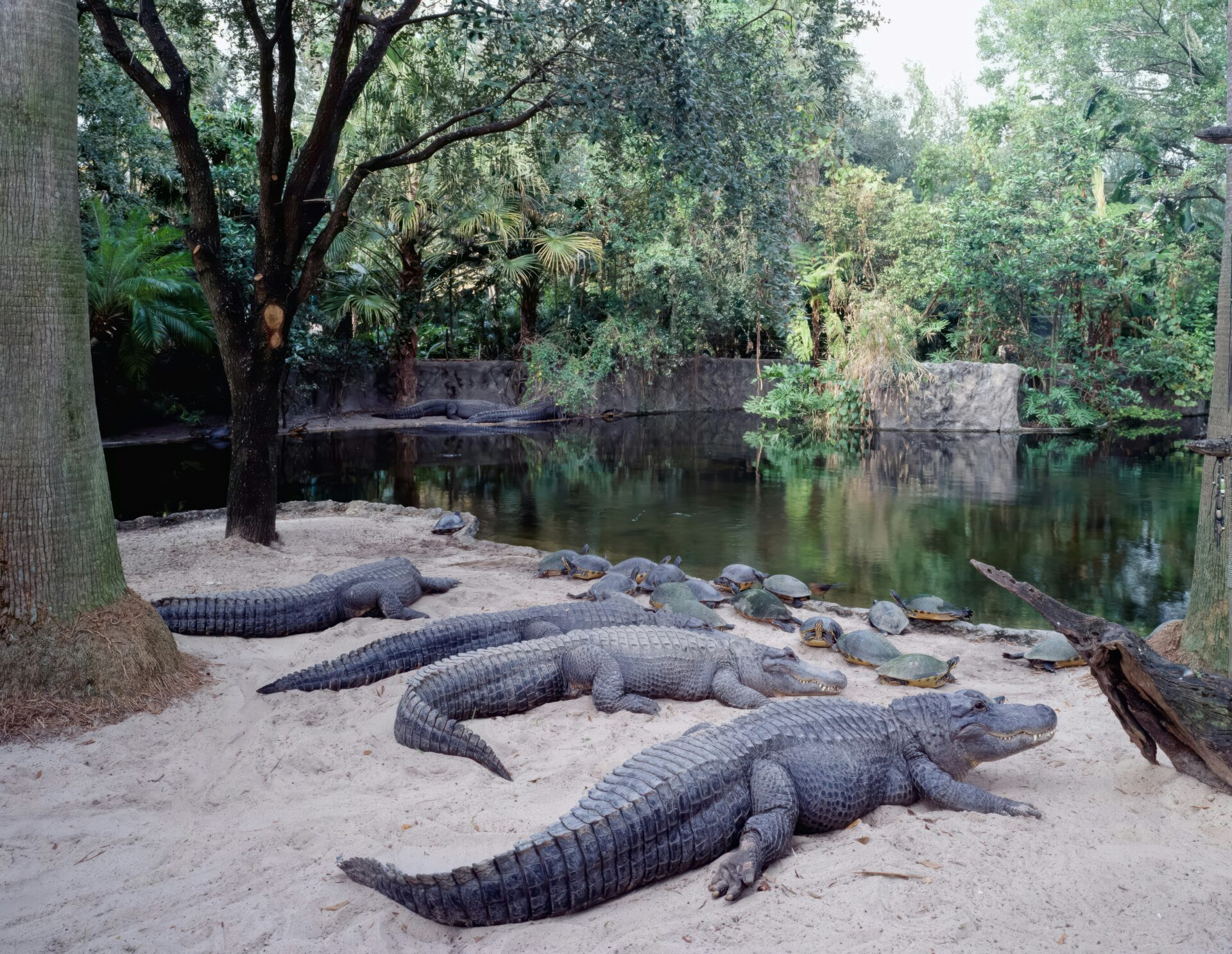 Alligators at Busch Gardens in Tampa Bay