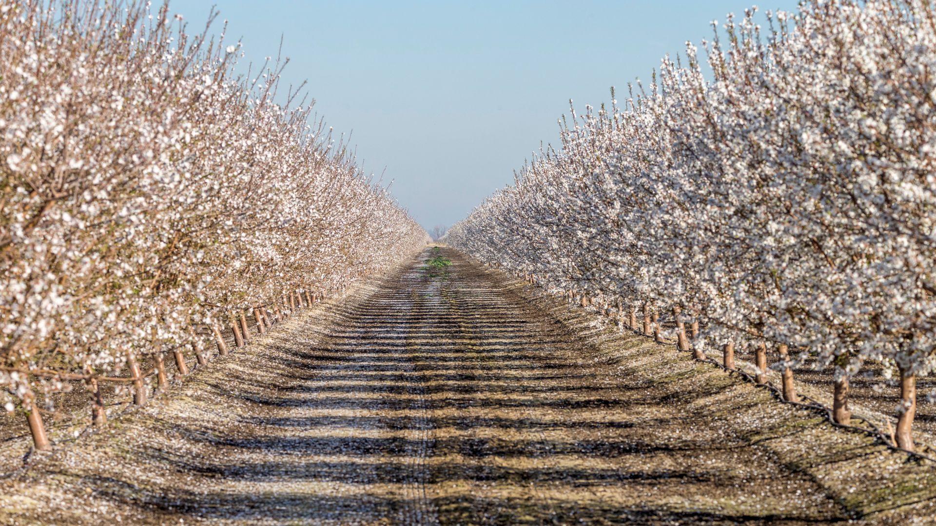 A long, straight dirt path stretches through the center of an almond orchard, flanked on both sides by rows of almond trees covered in delicate white and pale pink blossoms under a clear sky.