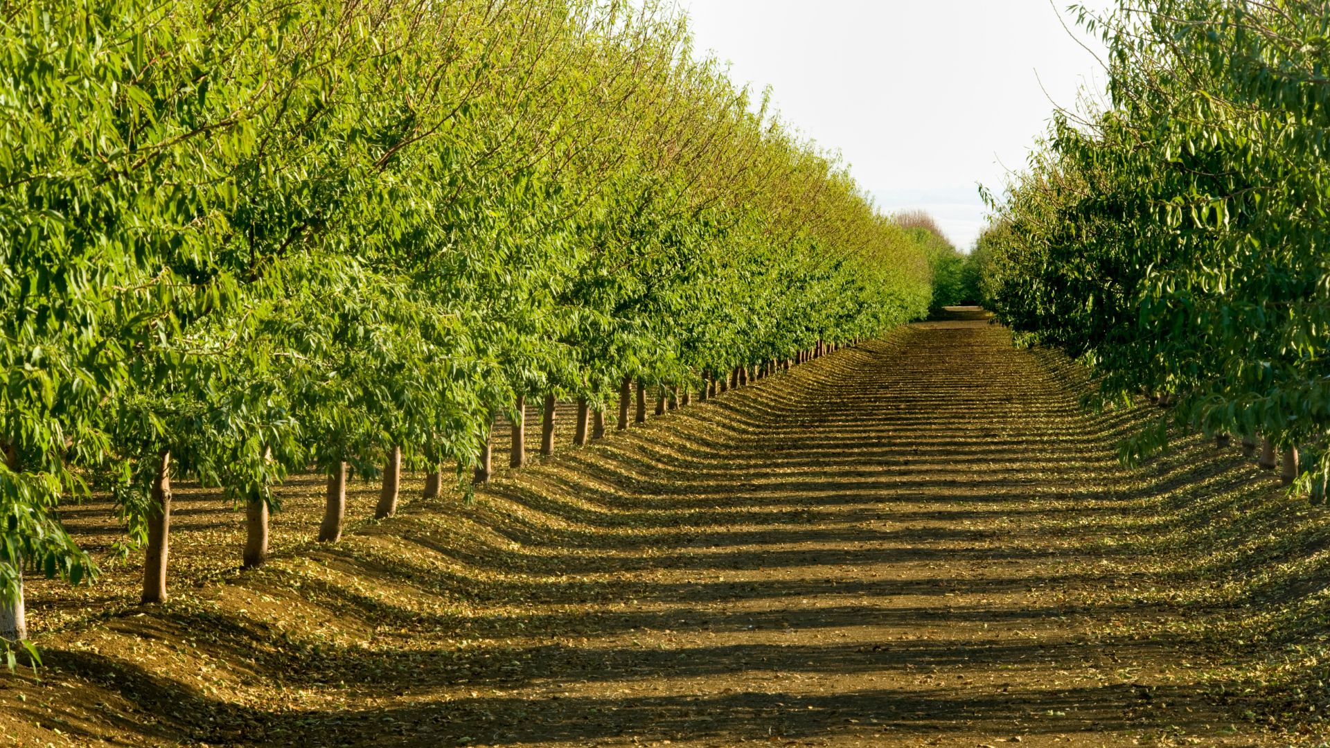 A long, straight dirt path extends into the distance, flanked on both sides by rows of young almond trees with vibrant green foliage under a clear sky. The trees cast long shadows across the path, indicating a low sun angle.
