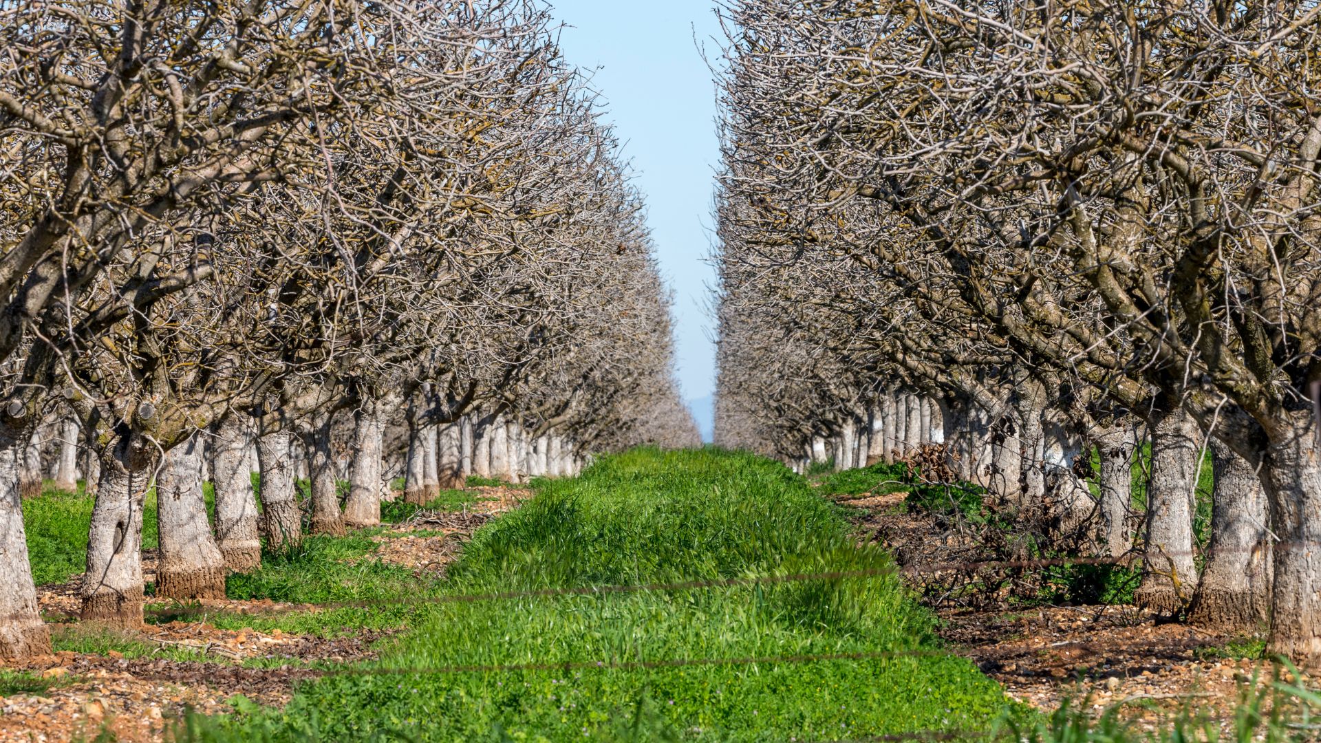 A long, straight row of bare almond trees in an orchard in California's Central Valley, with green grass growing between the rows, under a clear sky