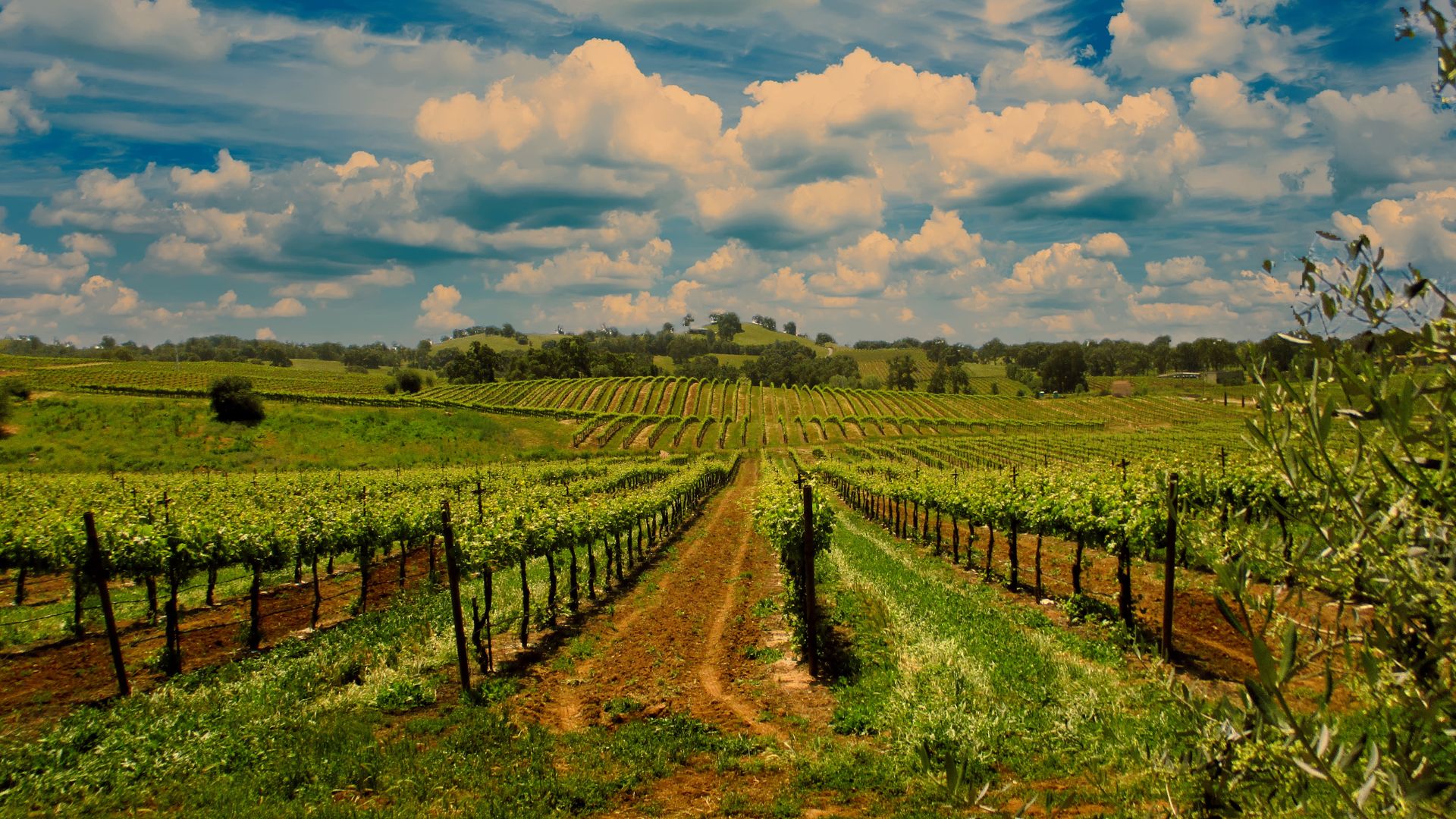 A wide shot of a vineyard with rows of grapevines stretching into the distance under a partly cloudy sky. A dirt path runs down the center of the vineyard, and rolling green hills are visible in the background.