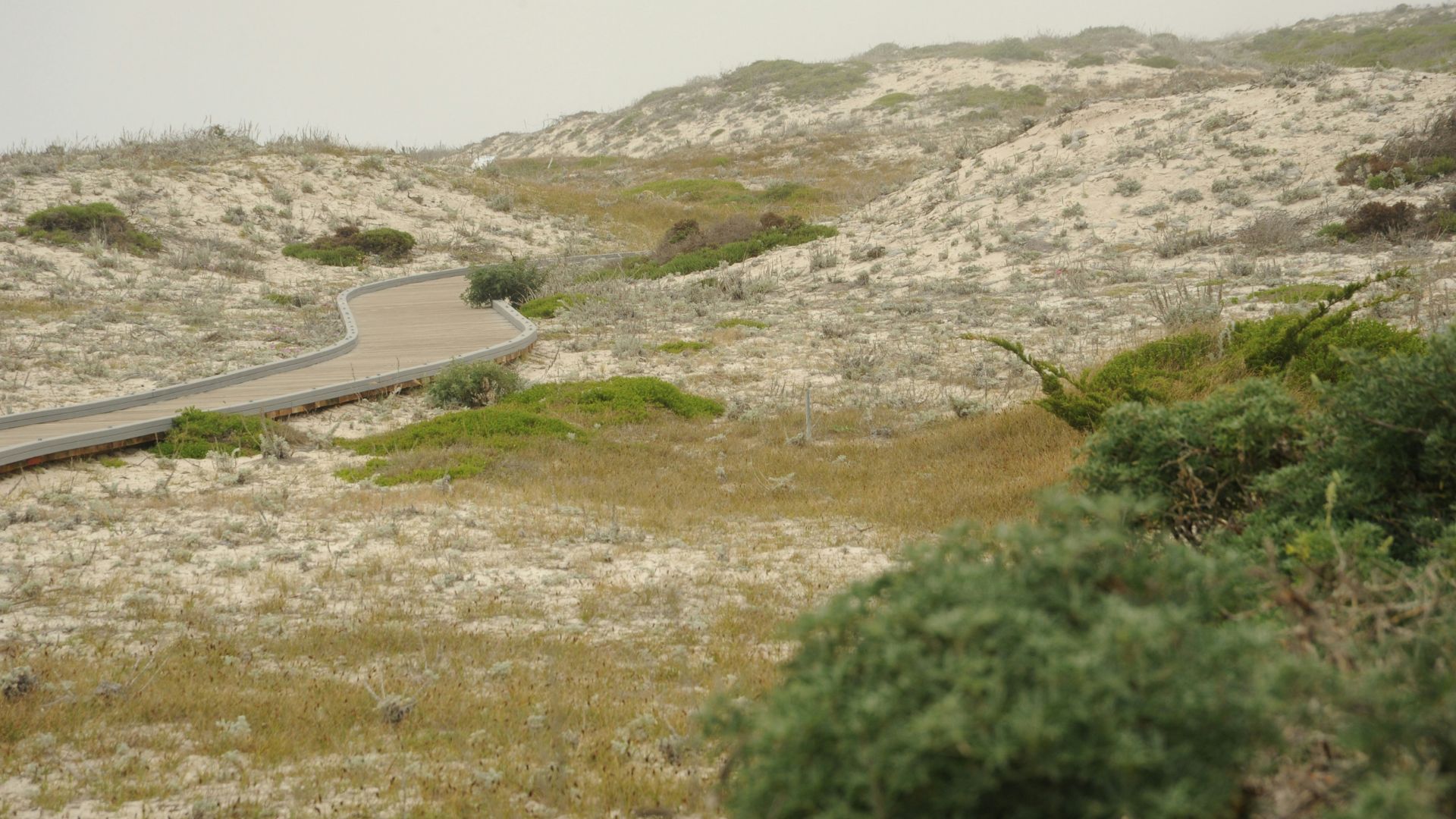 A winding boardwalk path traverses a landscape of sandy dunes and coastal vegetation under a hazy sky at Asilomar State Beach.