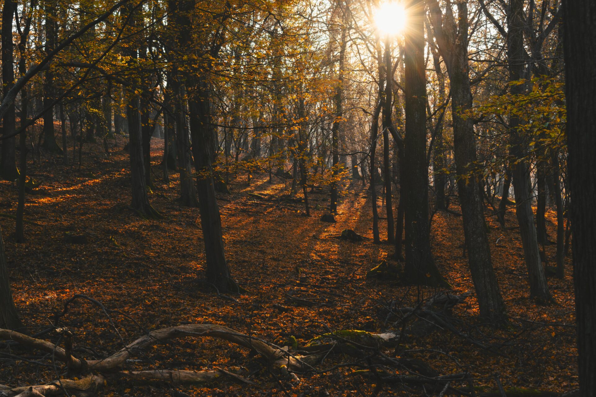 Golden autumn leaves glow on tall European beech trees in a quiet forest