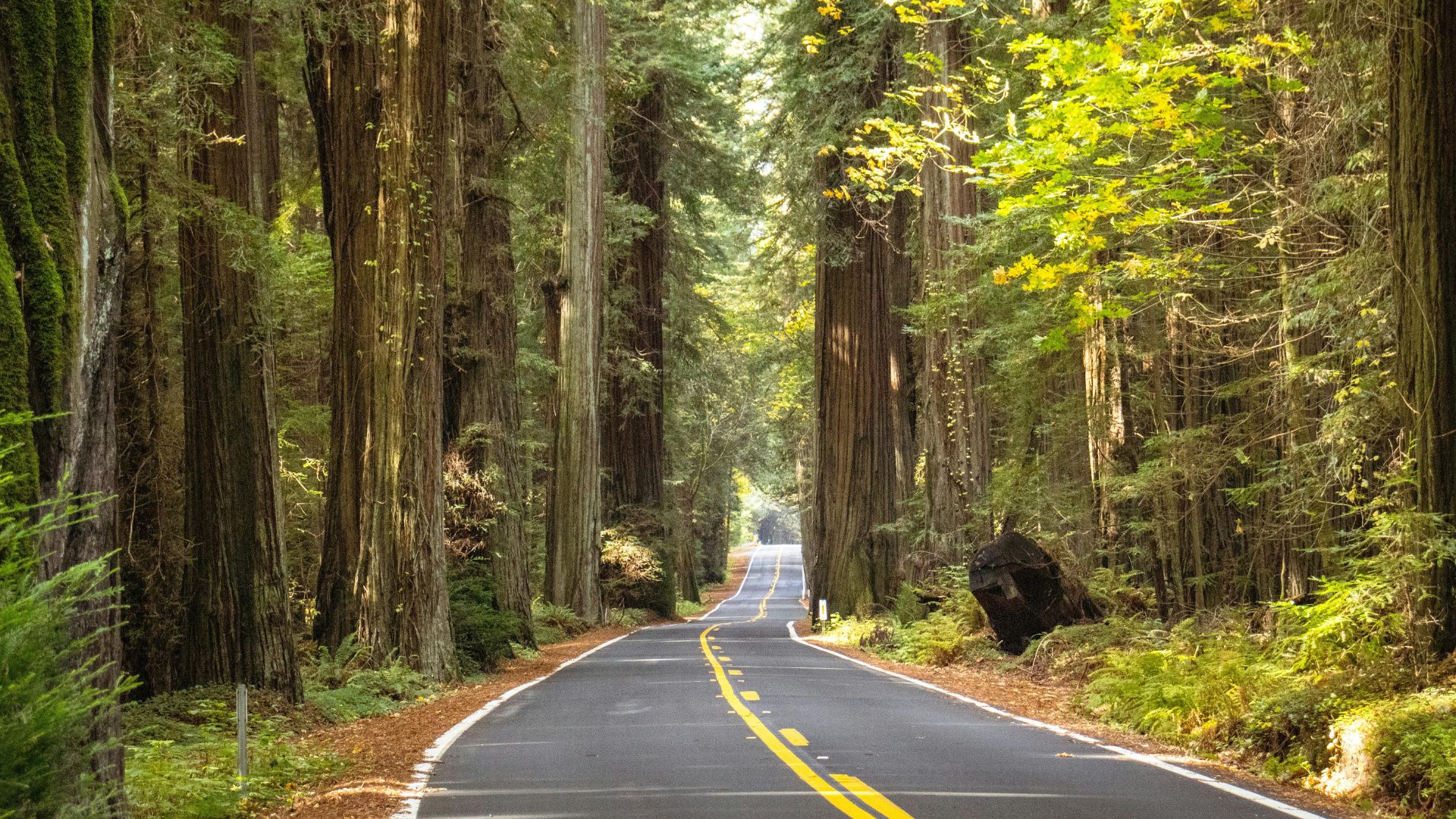 A paved road with a double yellow line winds through a dense forest of towering redwood trees, creating a majestic natural tunnel of green and brown foliage under a bright sky.