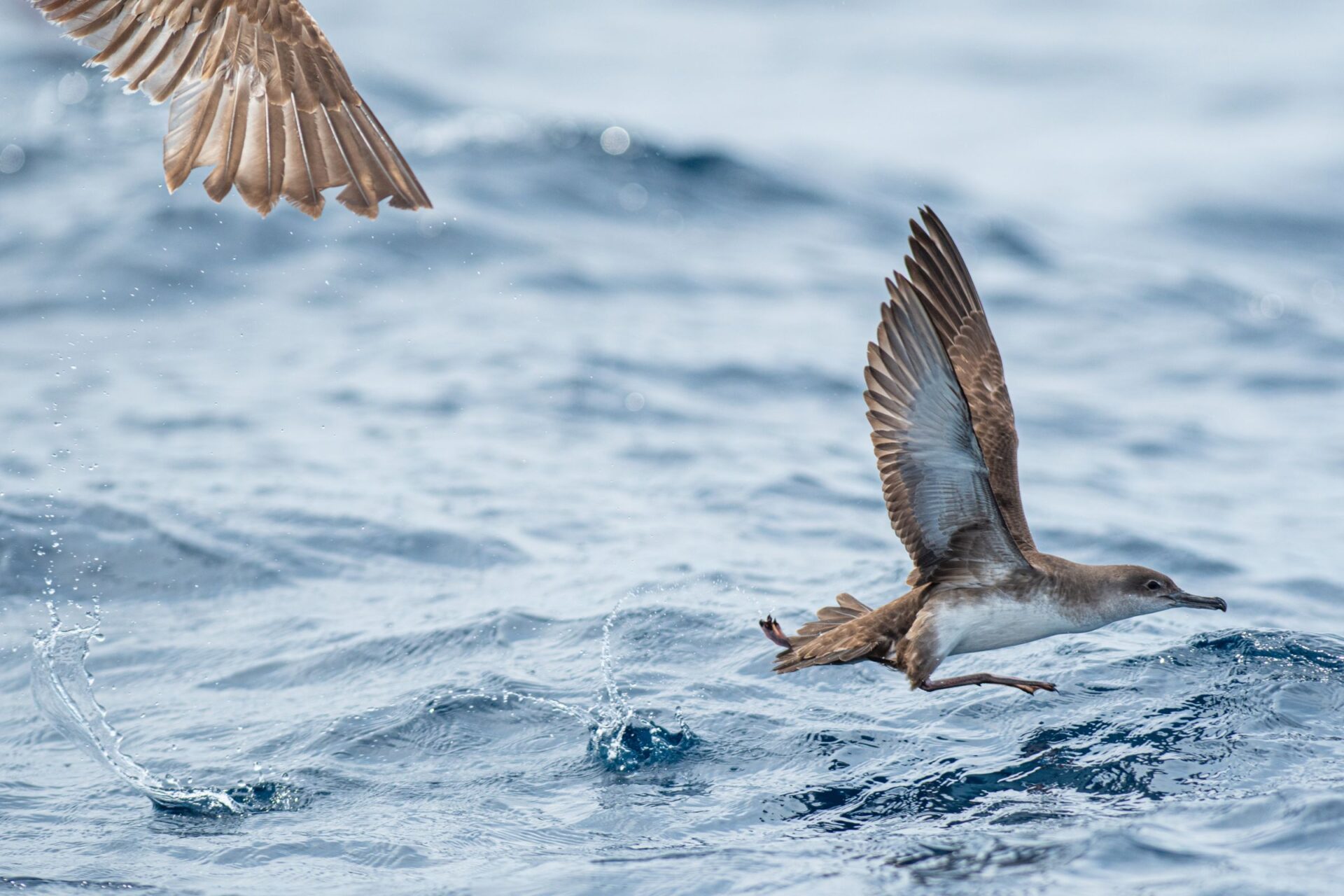 Balearic shearwaters