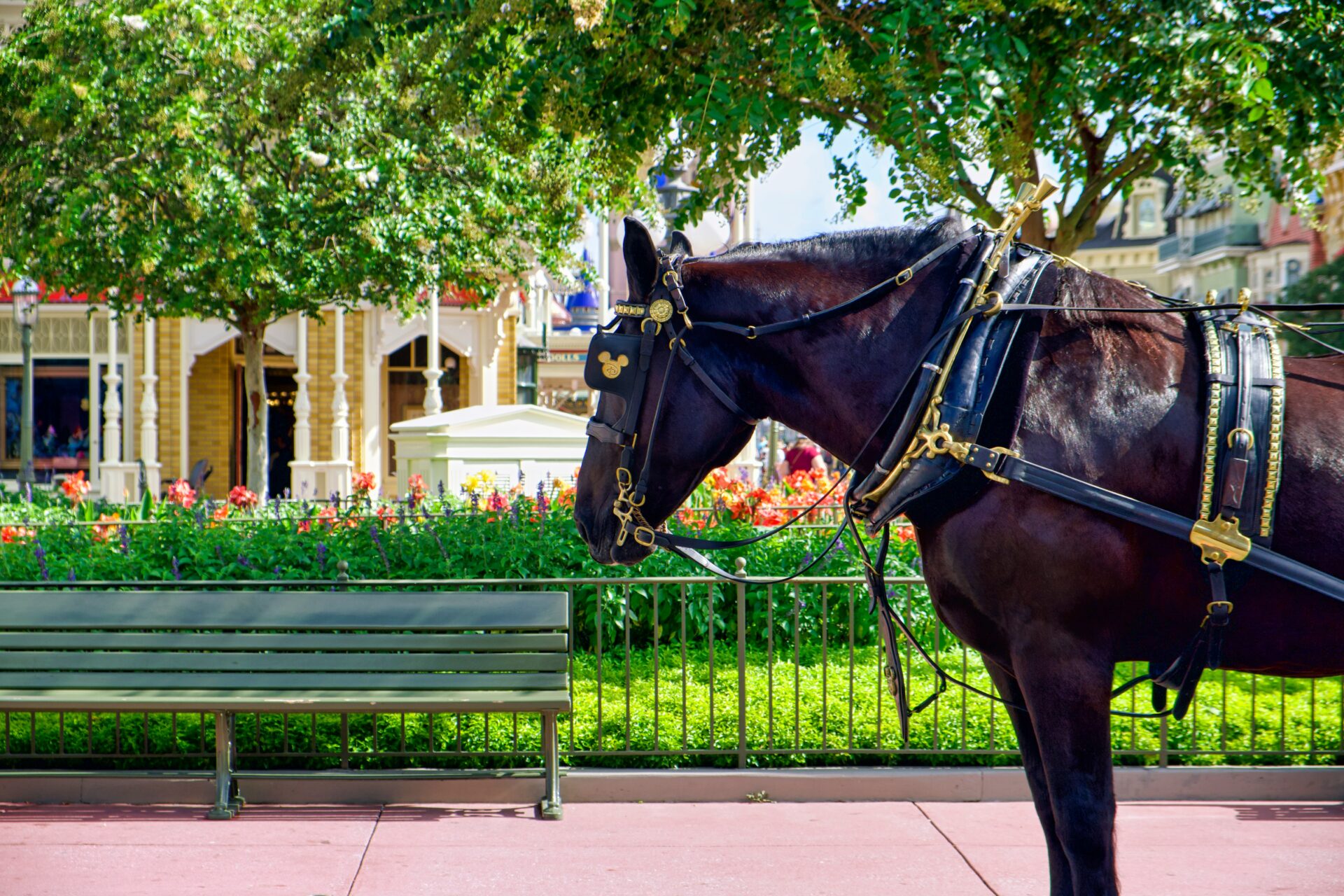A majestic black horse standing near the Town Square park on Main Street in Orlando