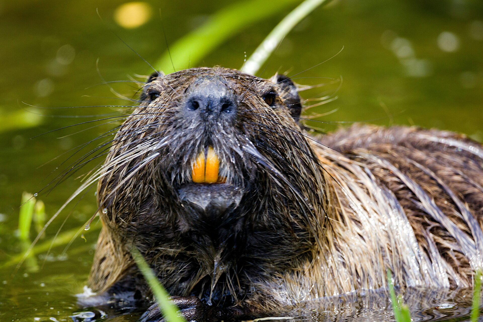 A Eurasian beaver partially submerged in clear, still water in the Schorfheide-Chorin Biosphere Reserve