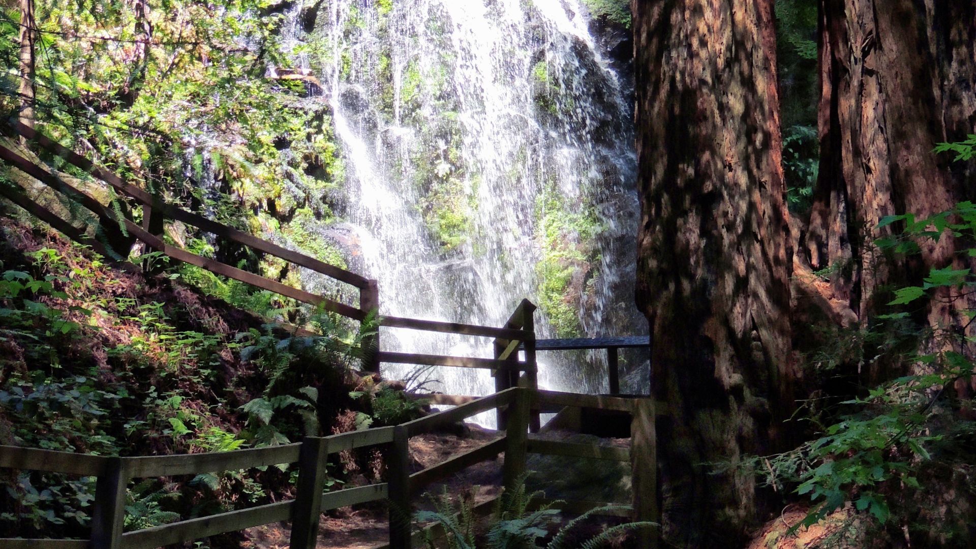 A dirt path winds through a dense forest of massive, ancient redwood or sequoia trees, with smaller evergreen trees and ferns growing on the forest floor, under a misty canopy. 
