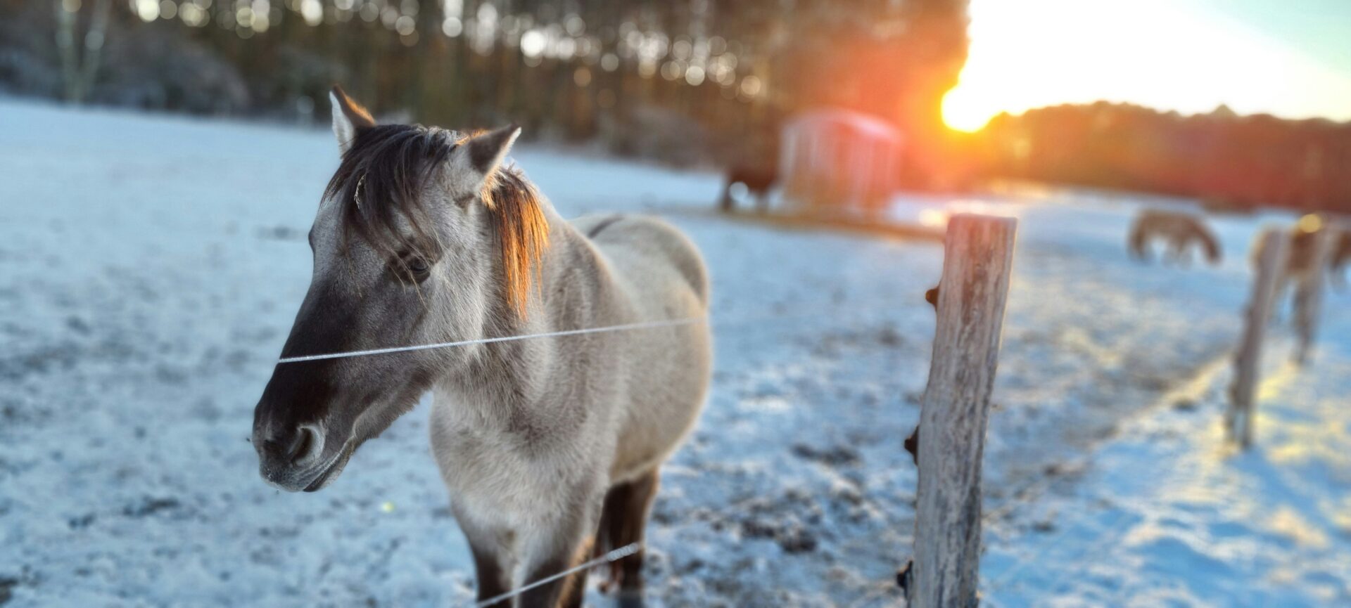 A Przewalski’s horse standing amid a grassy woodland clearing in the Schorfheide-Chorin reserve