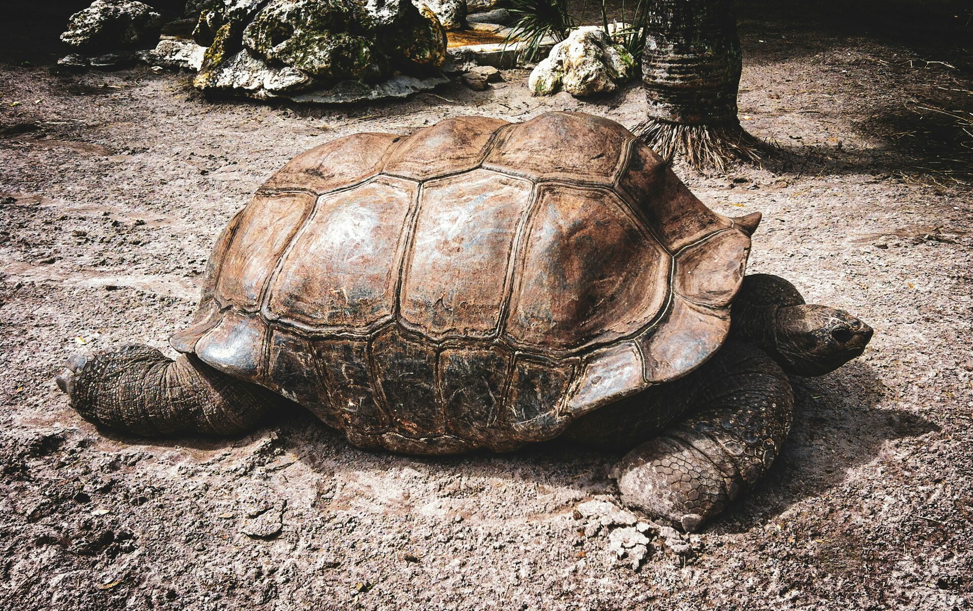 Wild turtle at Boyd Hill Nature Preserve