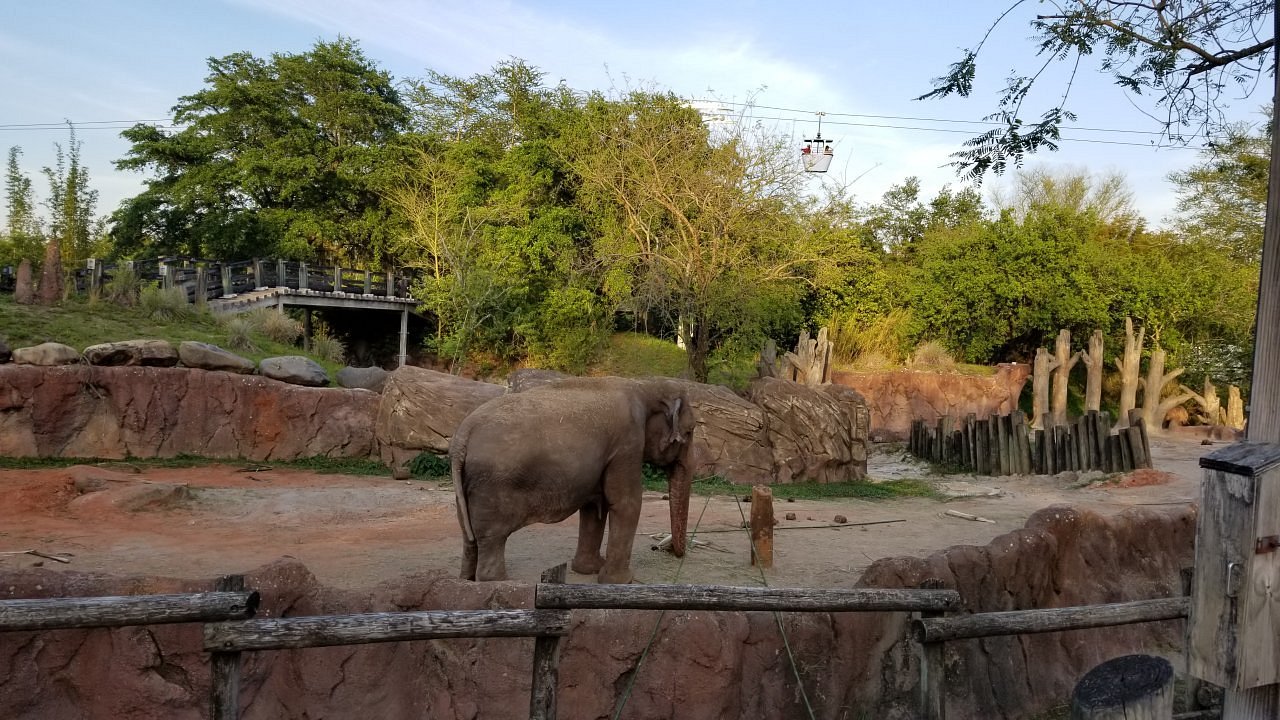 Busch Gardens Elephant