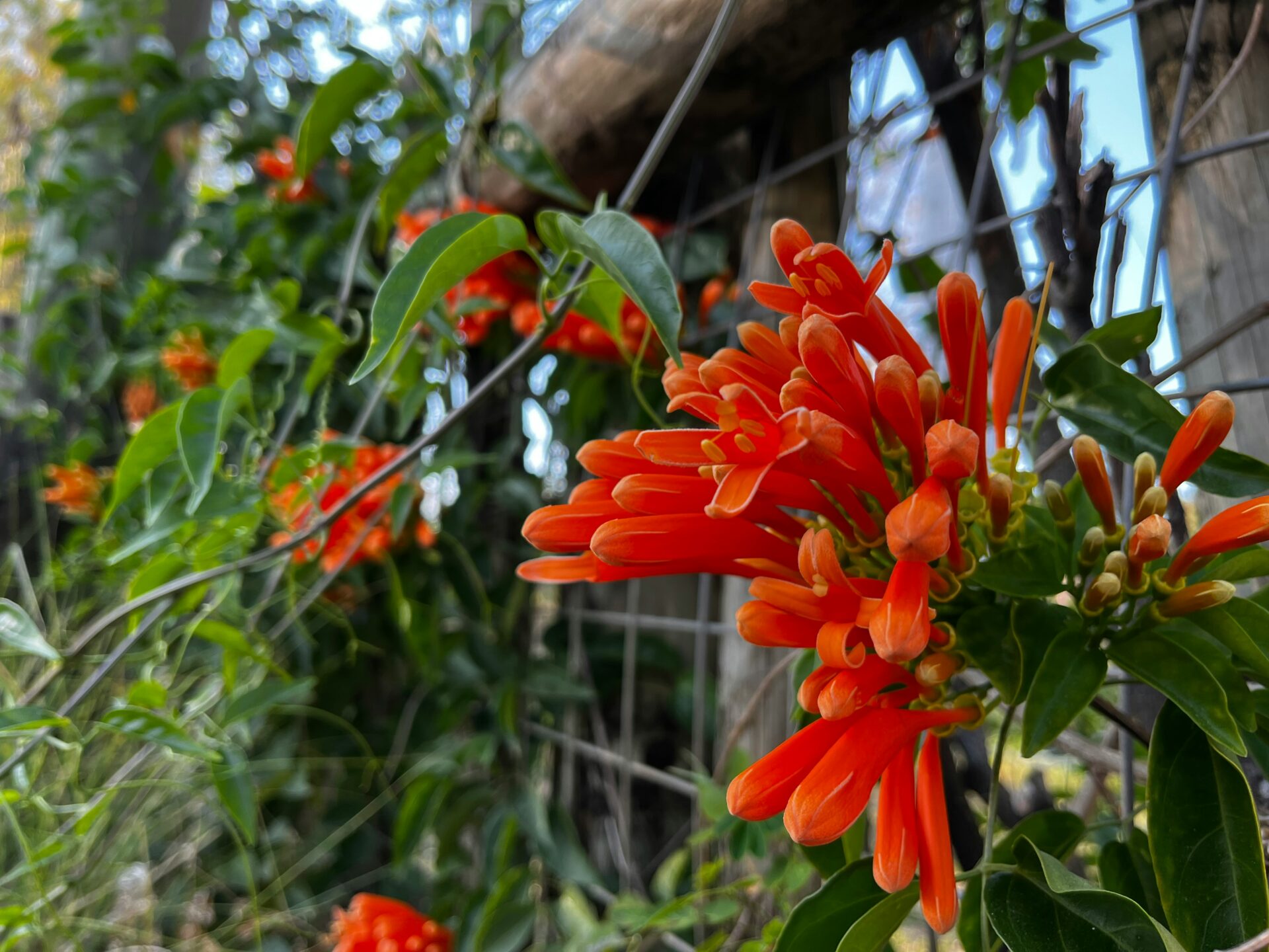 Colorful flowers in full bloom at Busch Gardens