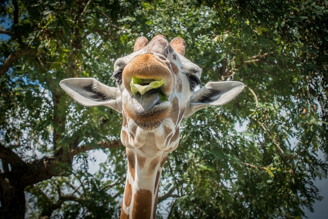 Giraffe at Busch Gardens