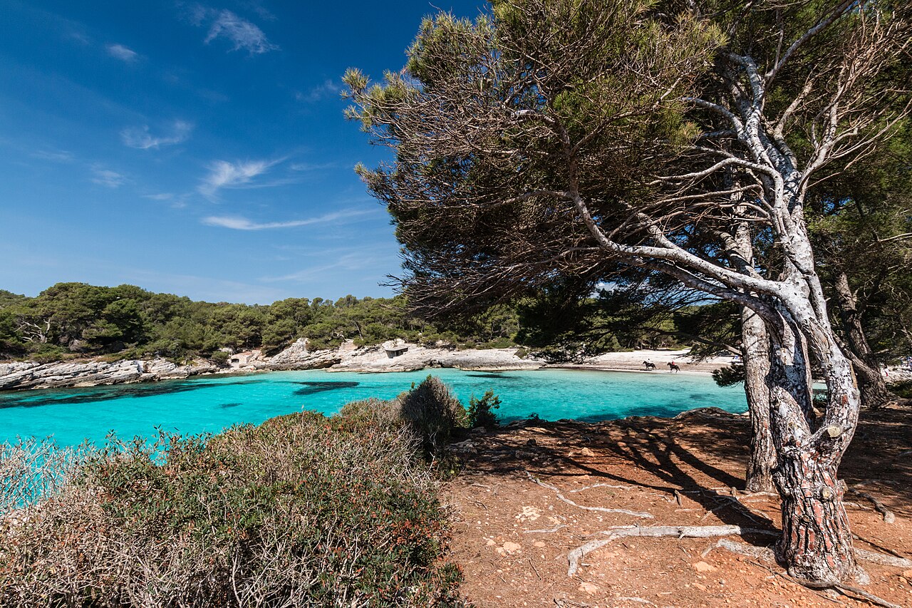 Cala Turqueta pine trees