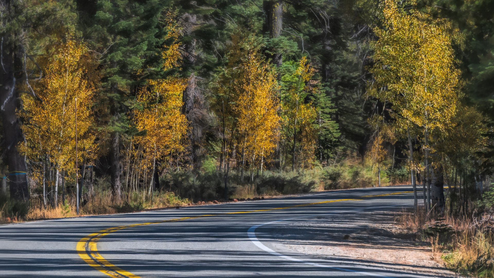 A winding asphalt road curves through a forest with vibrant yellow and green trees in autumn, casting long shadows across the pavement. The road features a double yellow line on the left and a solid white line on the right, indicating a two-lane highway.