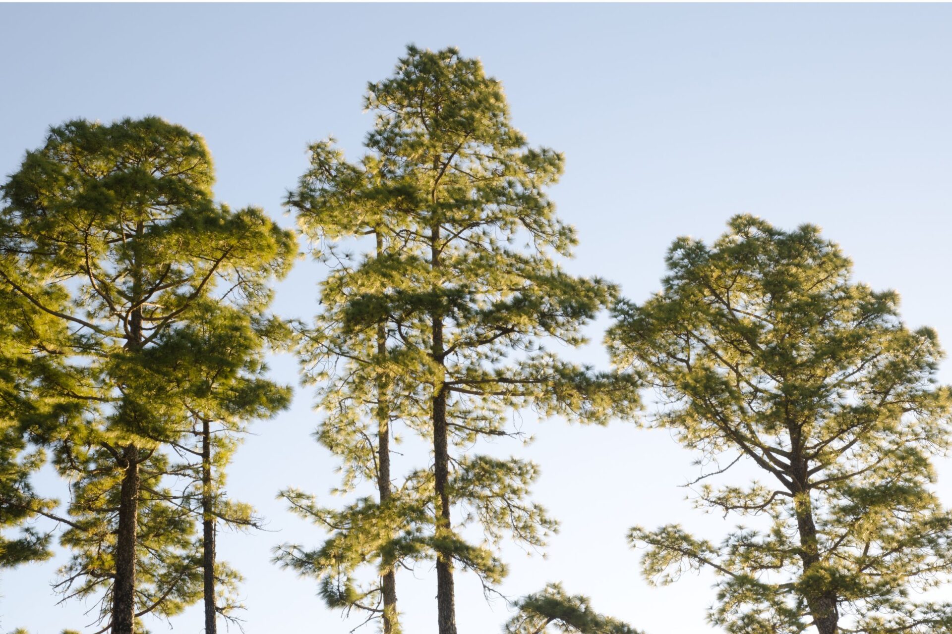  Canary Island pine trees