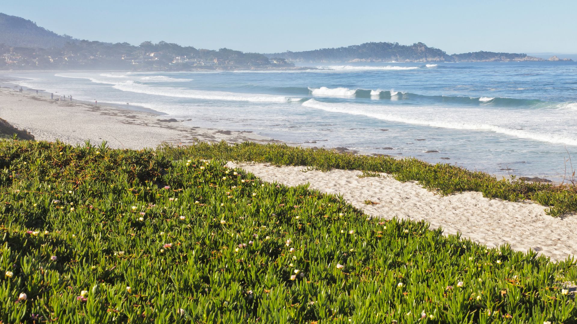 A vibrant coastal scene featuring a sandy beach and ocean waves in the background, with lush green ice plant covering the foreground.