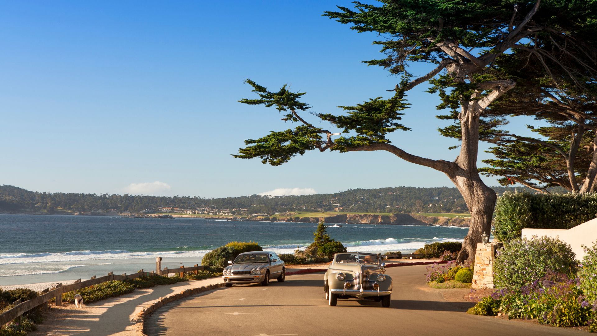 A scenic coastal road in Carmel-by-the-Sea, California, runs alongside a white sand beach with gentle waves and the Pacific Ocean stretching to the horizon. Two classic cars are parked on the road, with a large, gnarled cypress tree framing the scene on the right, and distant hills visible across the bay.