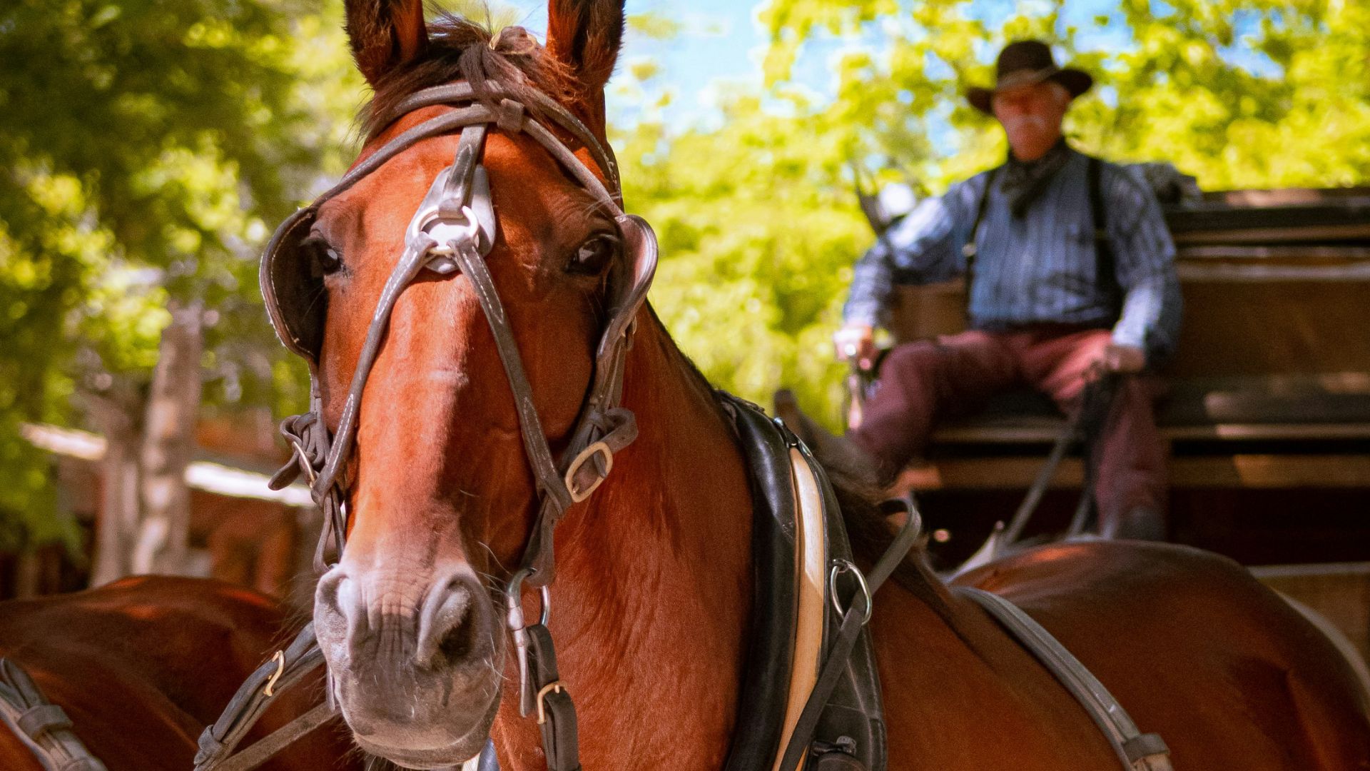 A close-up of a brown horse wearing a harness and blinkers, part of a team pulling a stagecoach. In the background, a man in a cowboy hat sits on the stagecoach, surrounded by lush green trees under a bright blue sky.
