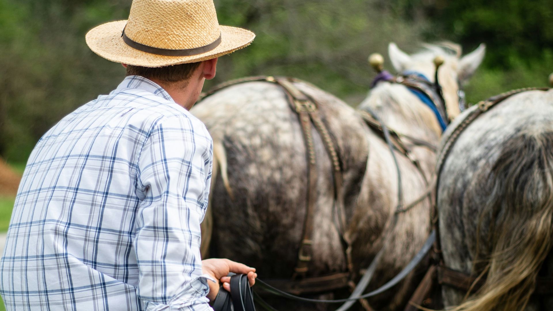 A man in a straw hat and plaid shirt sits on an "OLIVER" branded horse-drawn farm implement, with two large draft horses in harnesses visible behind him in a field.