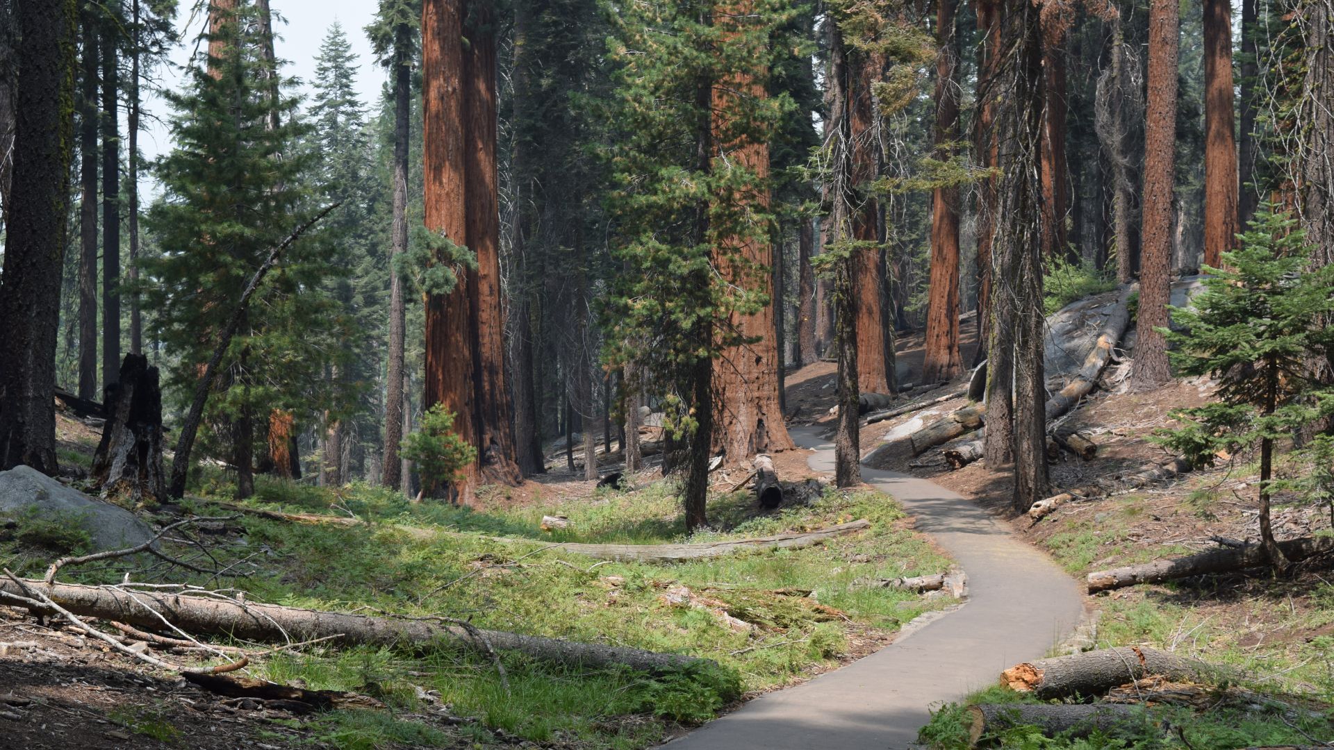 A paved path winds through a dense forest of giant sequoia trees, with fallen logs and green undergrowth on either side. 