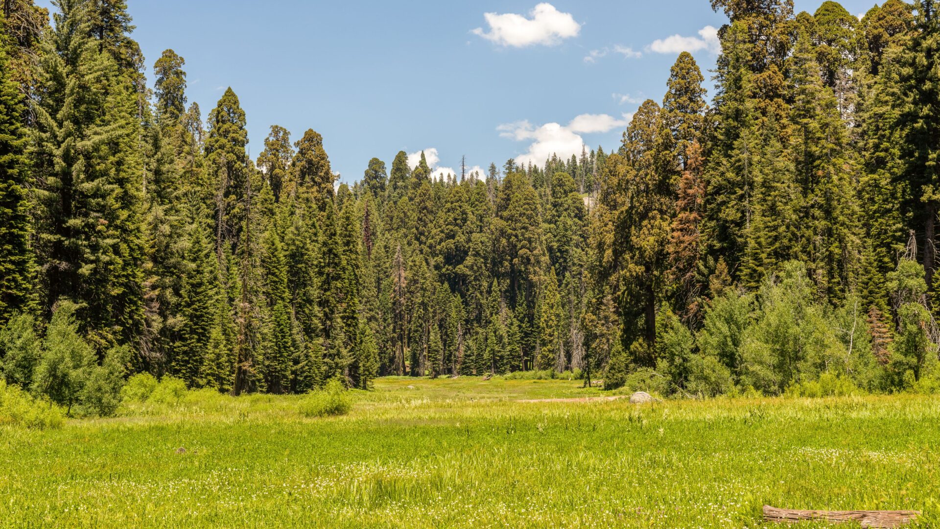 A wide, lush green meadow surrounded by towering evergreen trees under a clear blue sky with scattered white clouds.