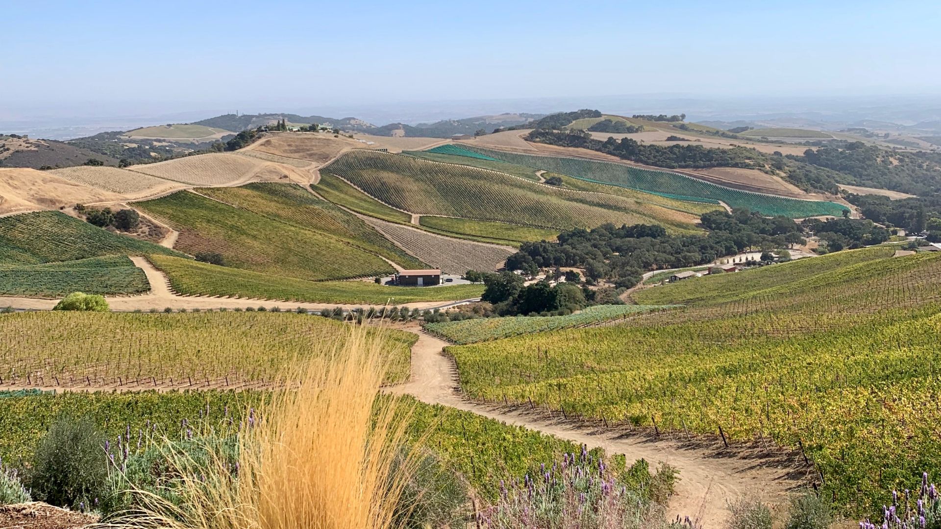 A panoramic view of rolling hills covered in vibrant green and golden vineyards under a clear sky, with a dirt path winding through the foreground and a building nestled among trees in the midground.