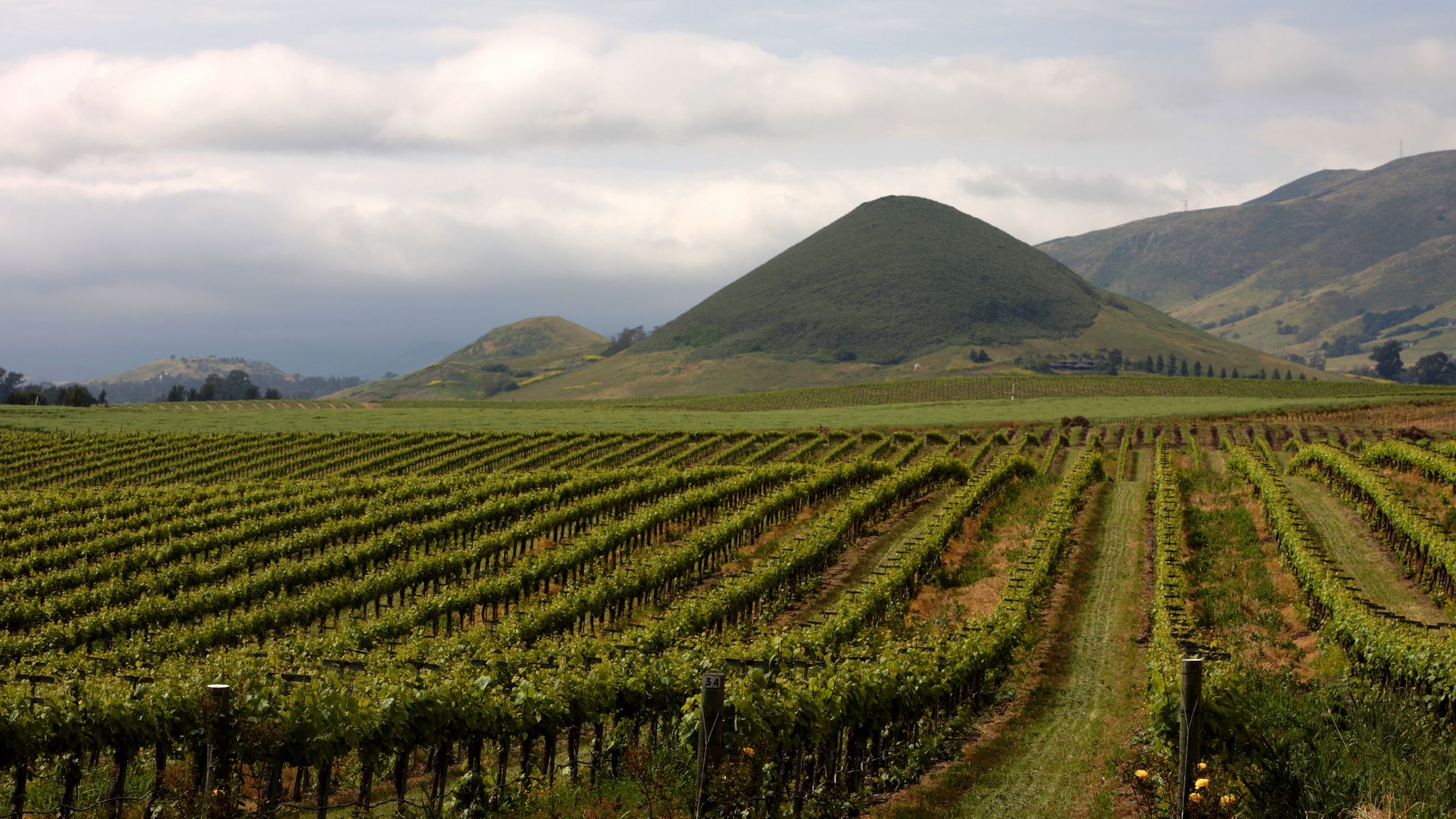 A wide shot of a vineyard in Edna Valley, California, with rows of grapevines extending into the distance under a blue sky with scattered clouds, and rolling hills and mountains in the background. 