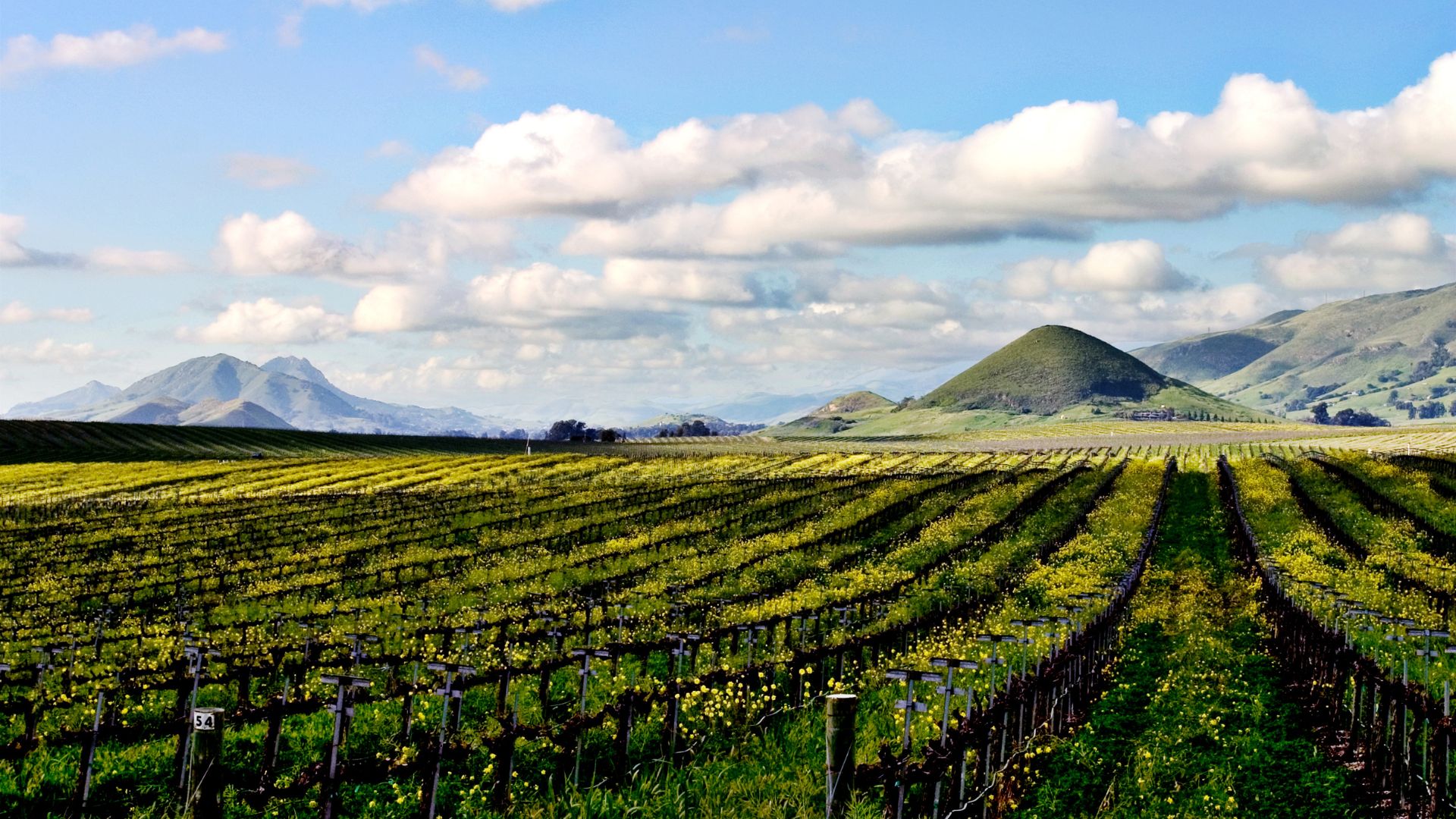 A wide shot of a vineyard in Edna Valley, California, with rows of grapevines extending into the distance under a blue sky with scattered clouds, and rolling hills and mountains in the background. 