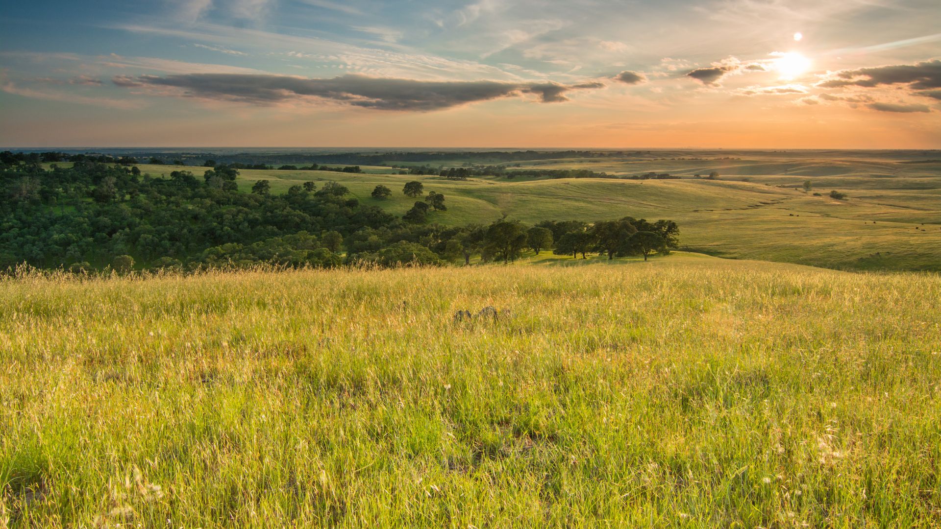 A wide-angle landscape shot of golden grasslands and rolling hills under a partly cloudy sky at sunset, with a line of trees in the middle ground and the sun visible on the right side of the frame.