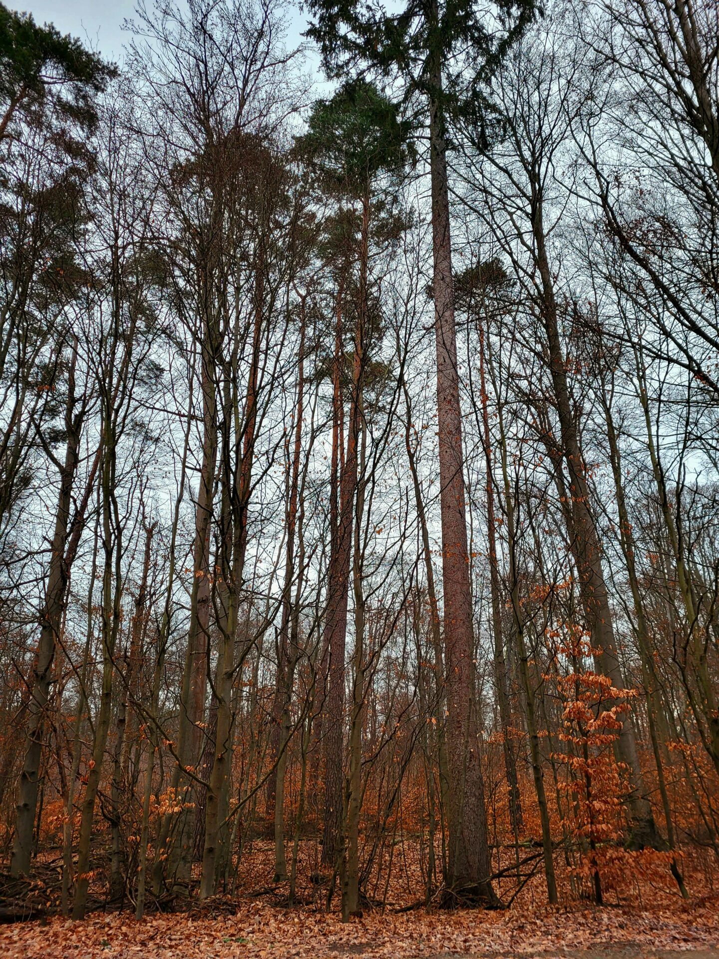 Ground-level view of Buchenwald Forest in Germany