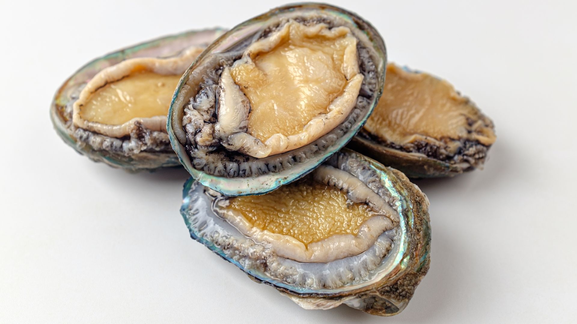 Four fresh Abalone.