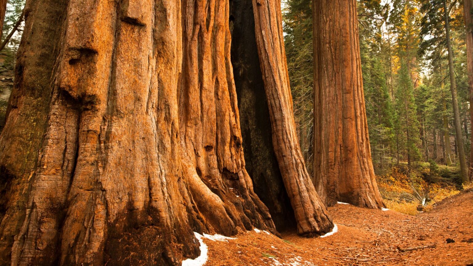 Grant Grove & the General Grant Tree in Kings Canyon: My Walk Through a ...
