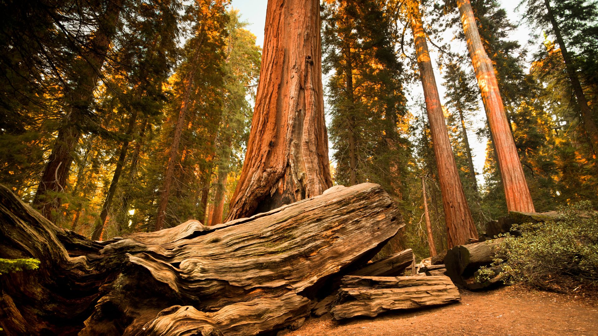 A majestic forest scene featuring towering giant sequoia trees, with a large, fallen log in the foreground and sunlight filtering through the dense canopy in the background.