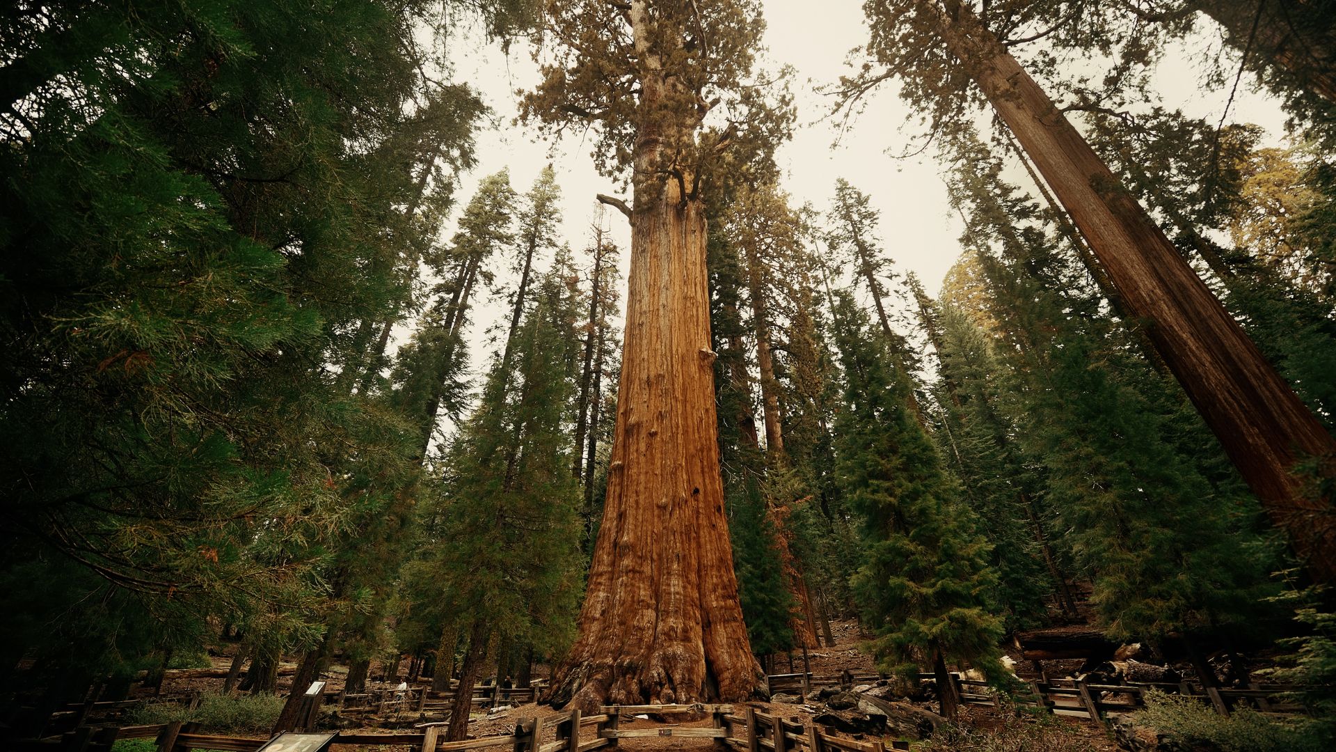 General Sherman Tree in Sequoia National Park, California