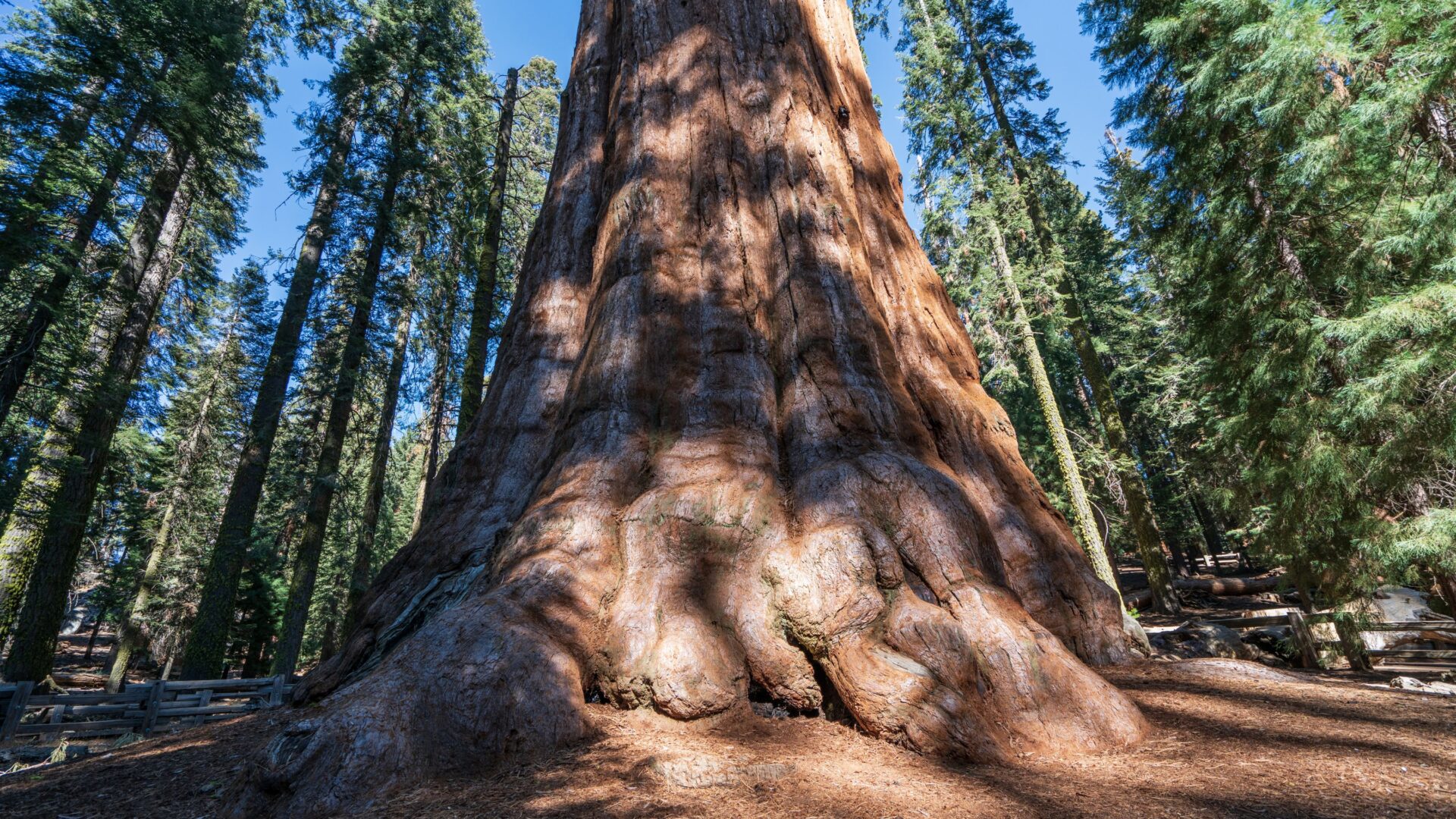 A low-angle view of the massive, reddish-brown trunk of the General Sherman Tree, a giant sequoia, rising towards the sky amidst a forest of other tall evergreen trees.