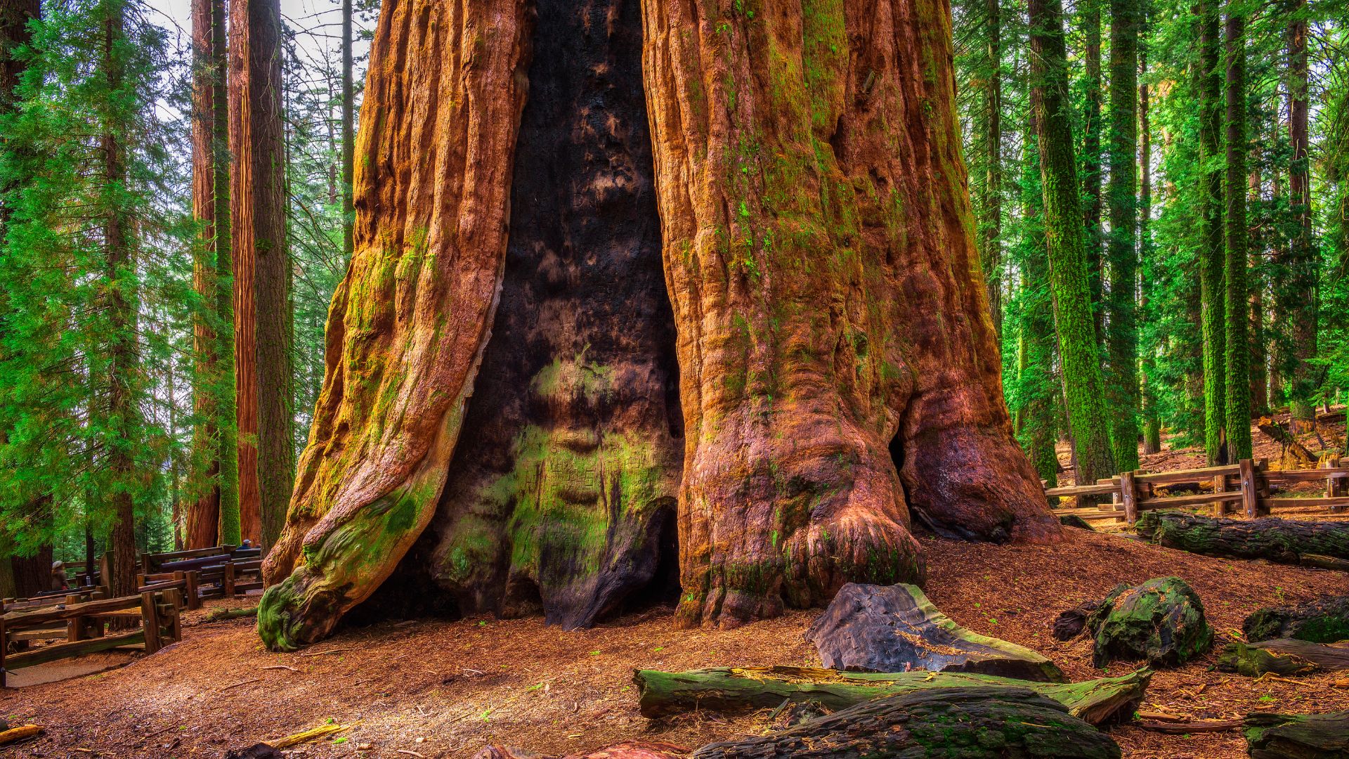 A massive, ancient giant sequoia tree in a forest setting, with a large, hollowed-out section at its base revealing the dark interior of the trunk. Wooden fences are visible in the background, guiding visitors around the base of the tree.
