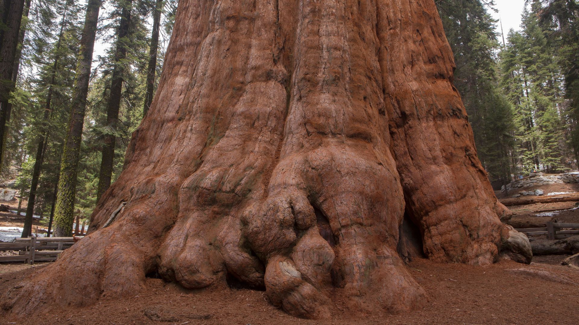 A close-up, low-angle shot of the massive, reddish-brown trunk and root system of a giant sequoia tree, likely the General Sherman Tree, in a forest setting with other trees visible in the background.