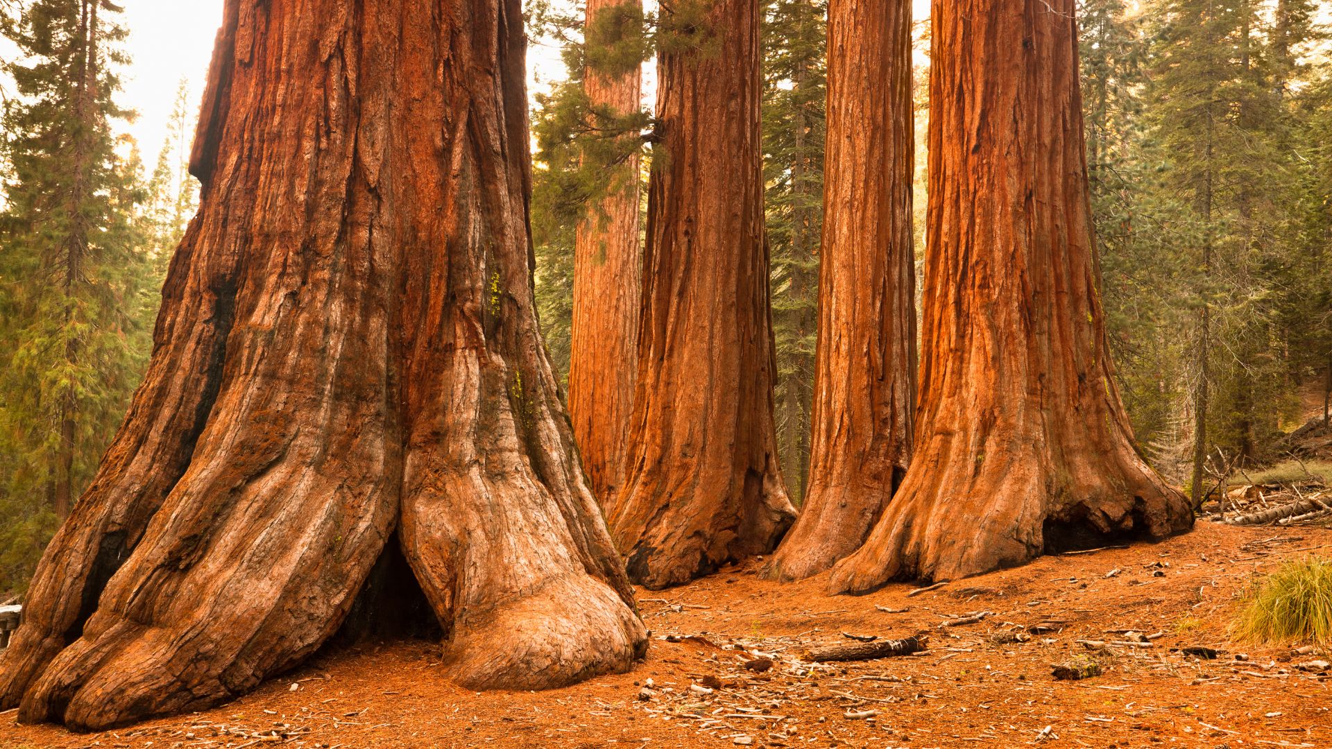 A low-angle shot of several massive Giant Sequoia trees with reddish-brown bark and fluted bases in a forest setting, with sunlight filtering through the canopy.