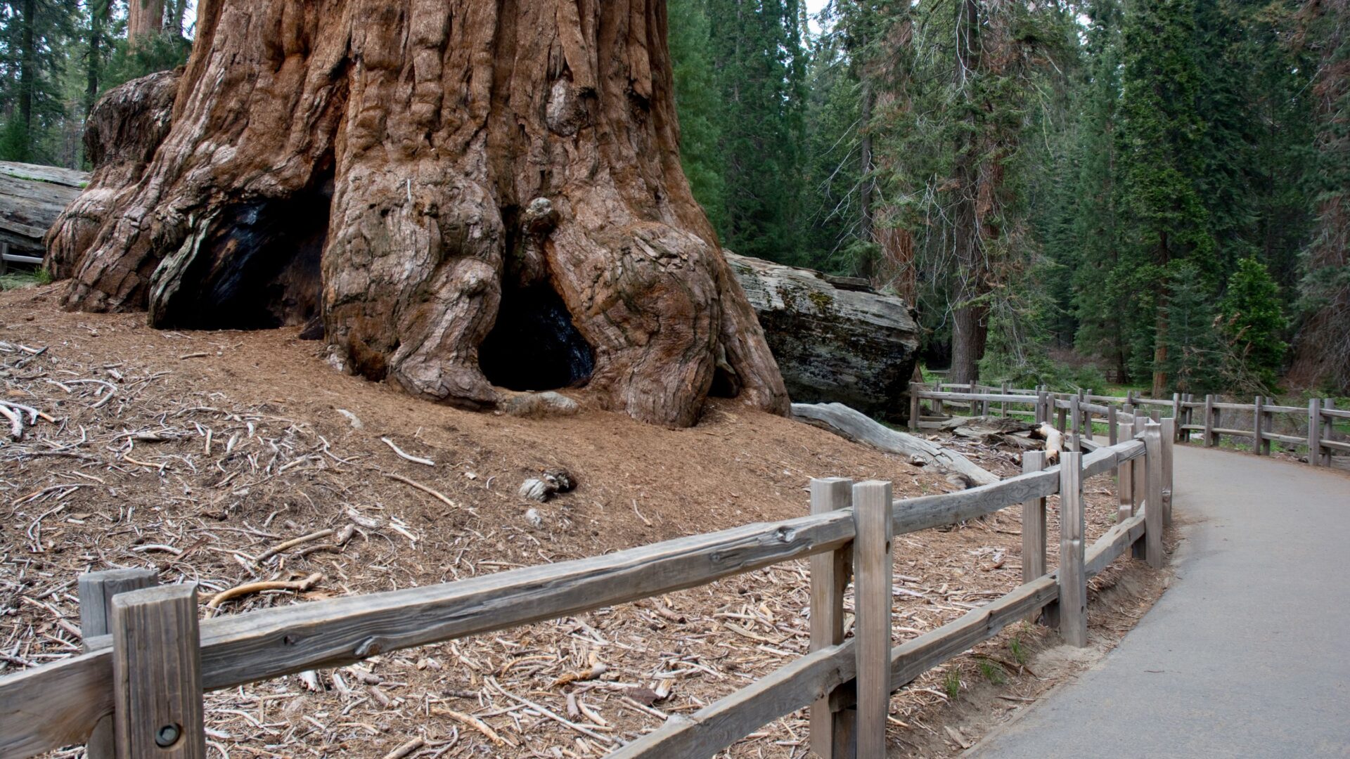 A close-up view of the massive, reddish-brown trunk and root system of a giant sequoia tree, with a wooden fence and paved pathway winding alongside it in a forest setting.