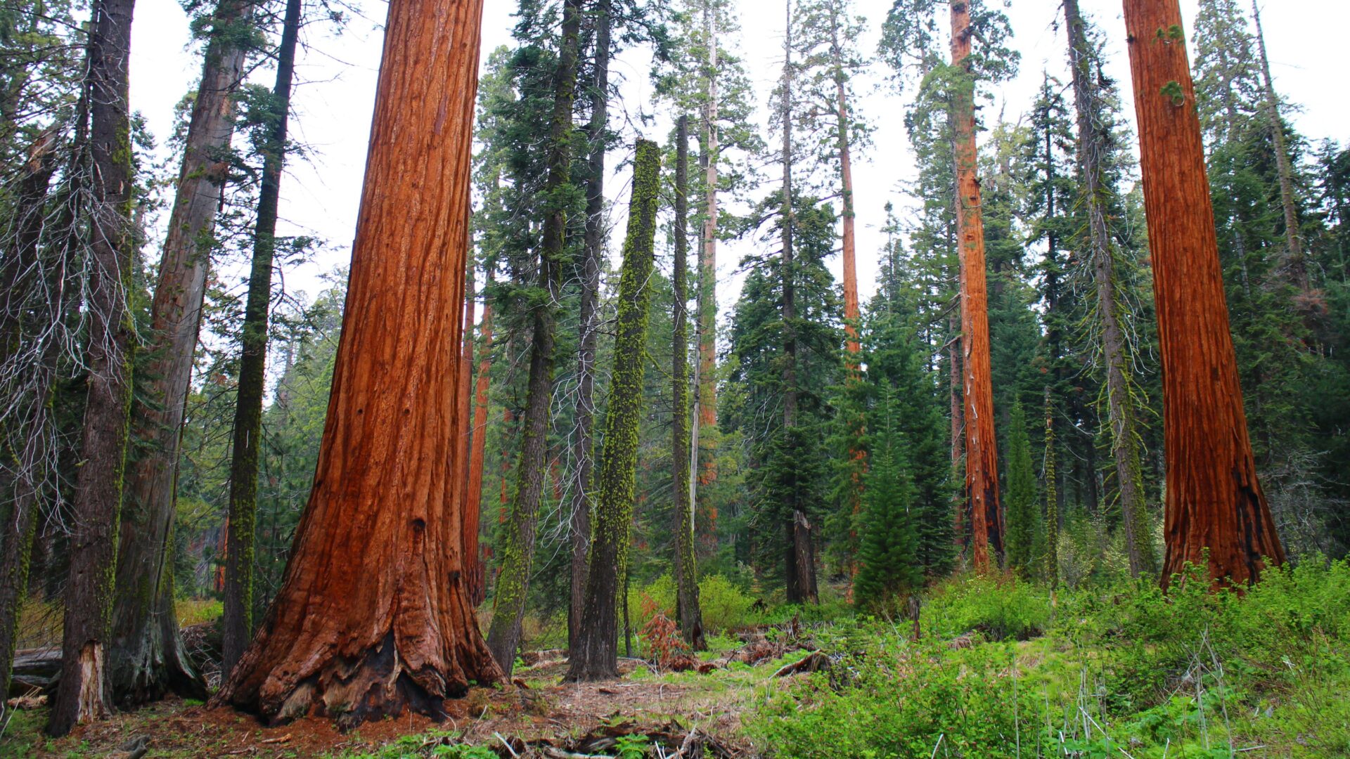 Giant Sequoias in Sequoia National Park, California