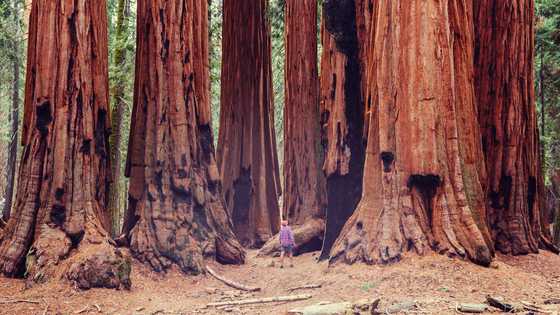 Giant sequoia, California